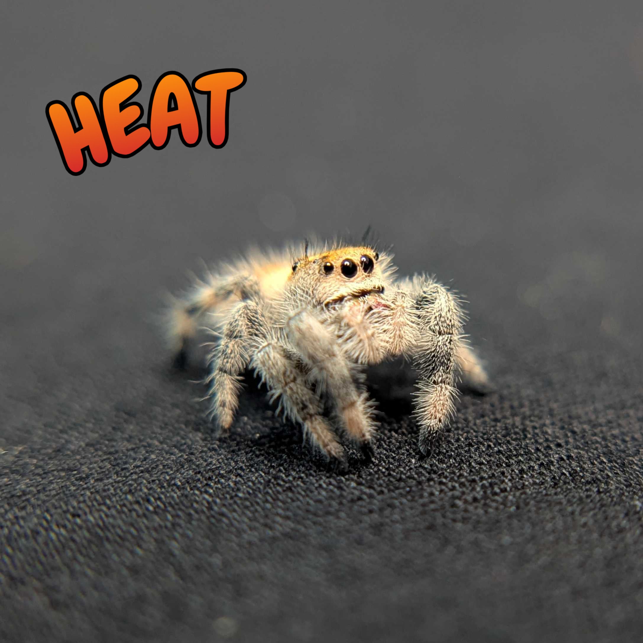 Regal Jumping Spider "Heat"