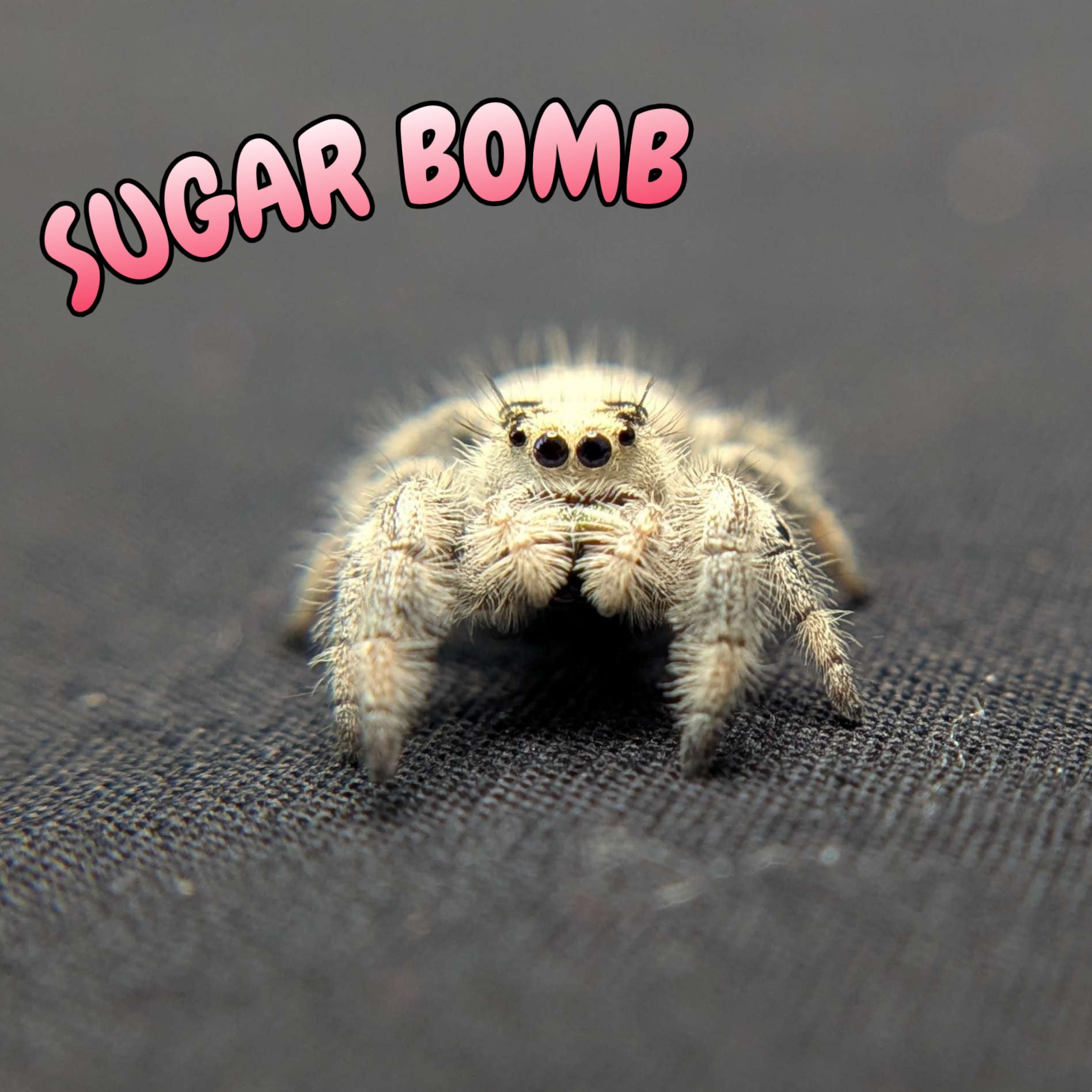 Regal Jumping Spider "Sugar Bomb"