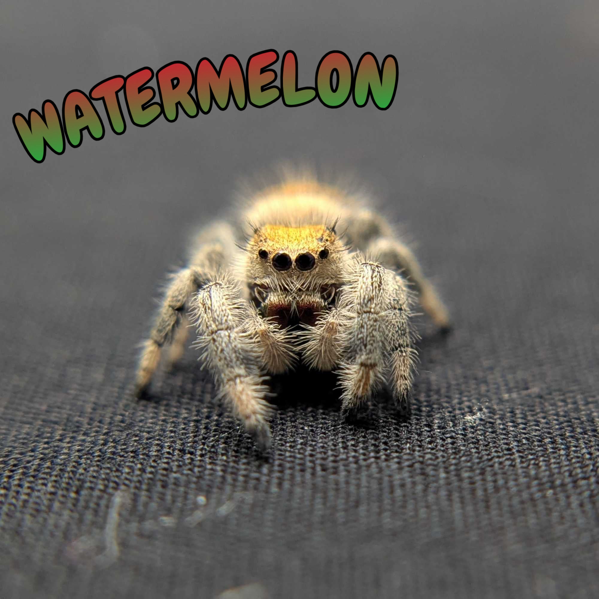 Regal Jumping Spider "Watermelon"