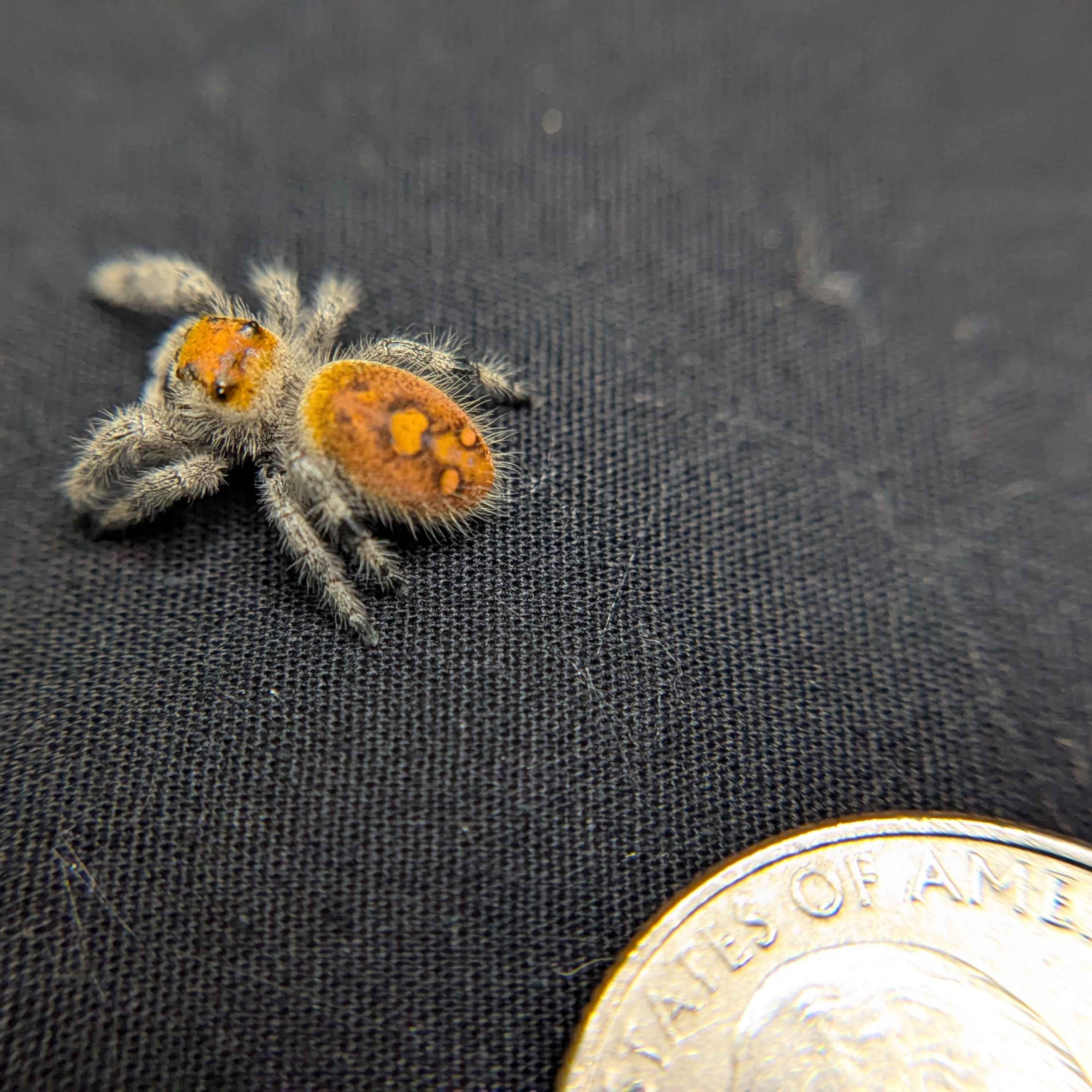 Regal Jumping Spider "Rusty"