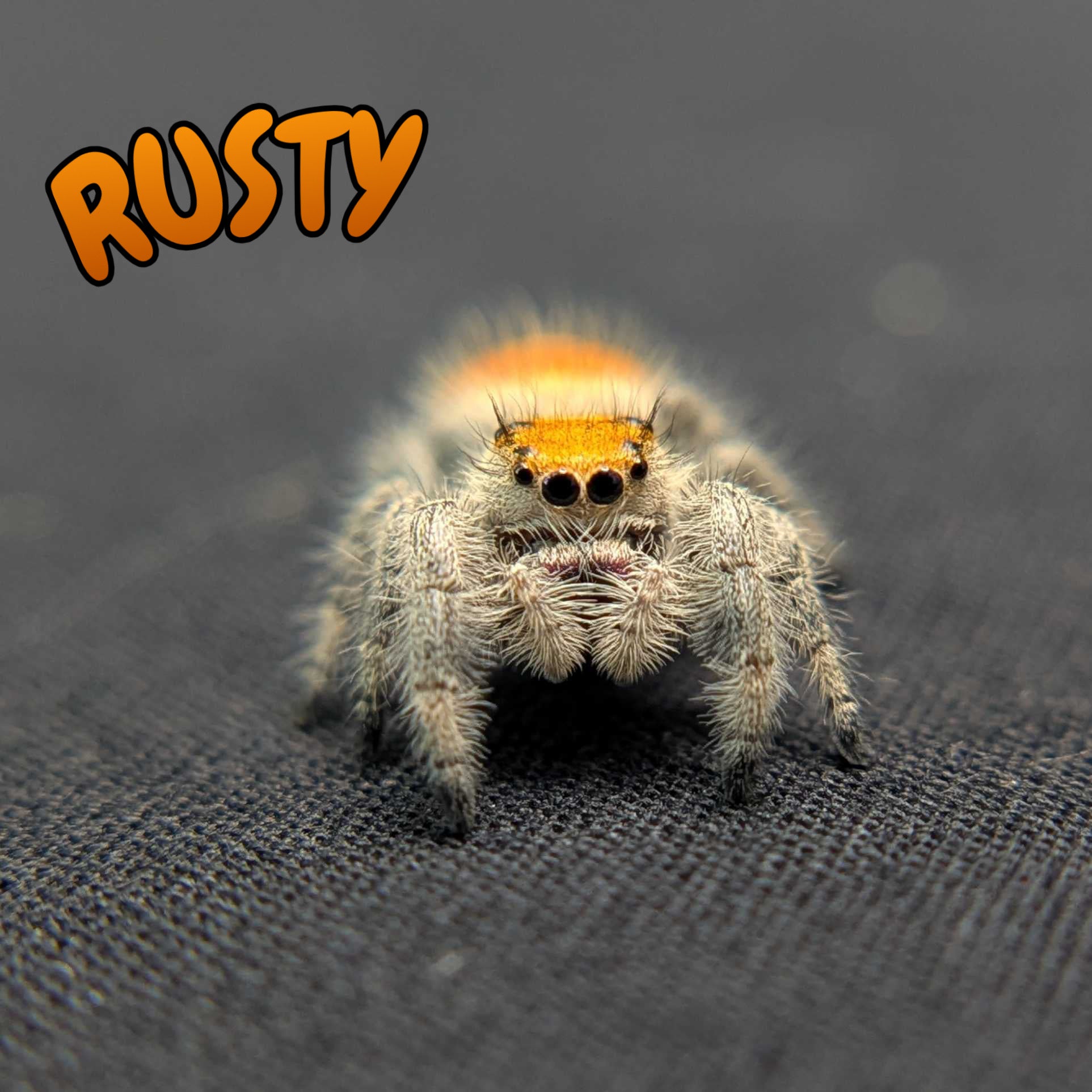 Regal Jumping Spider "Rusty"