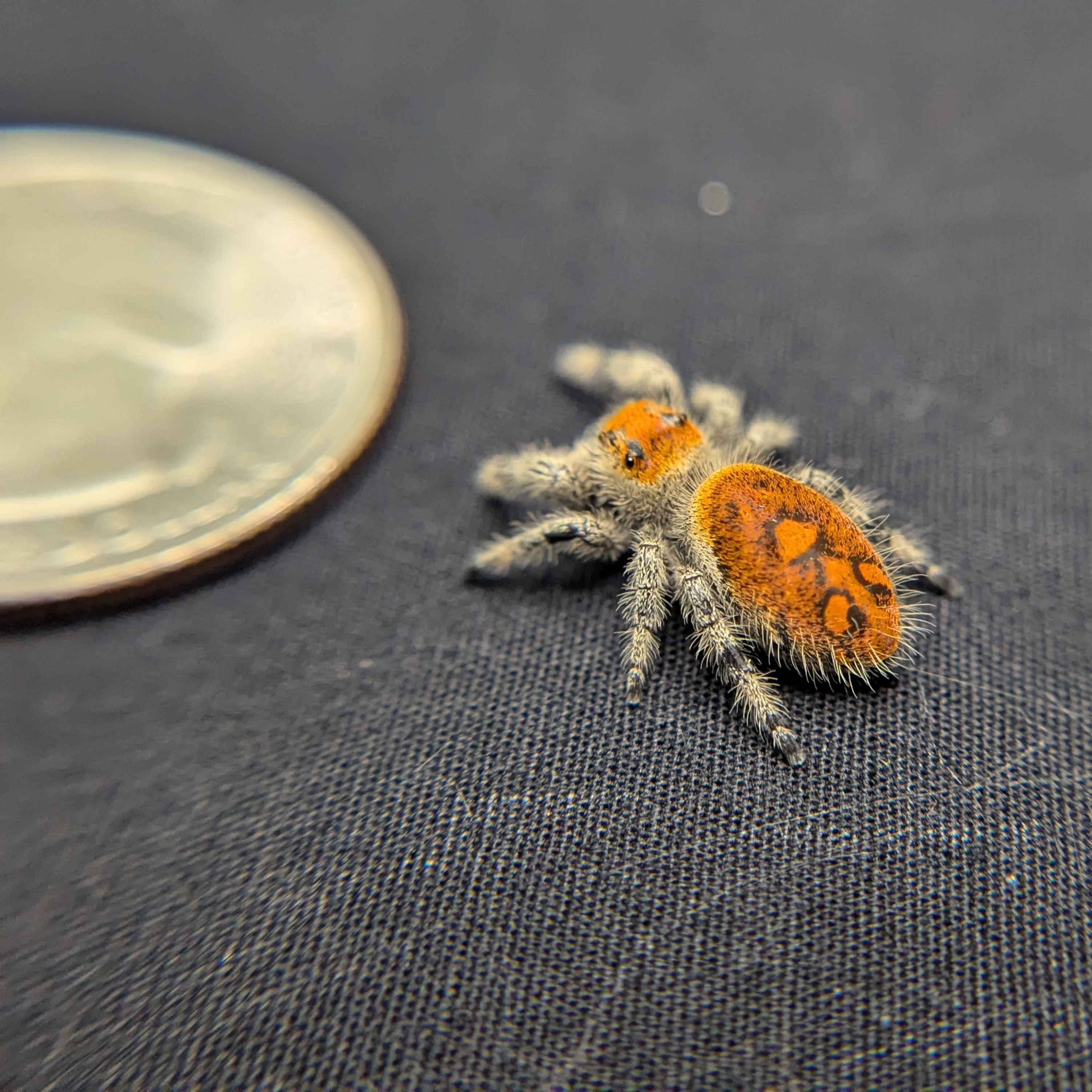 Regal Jumping Spider "Maroon"