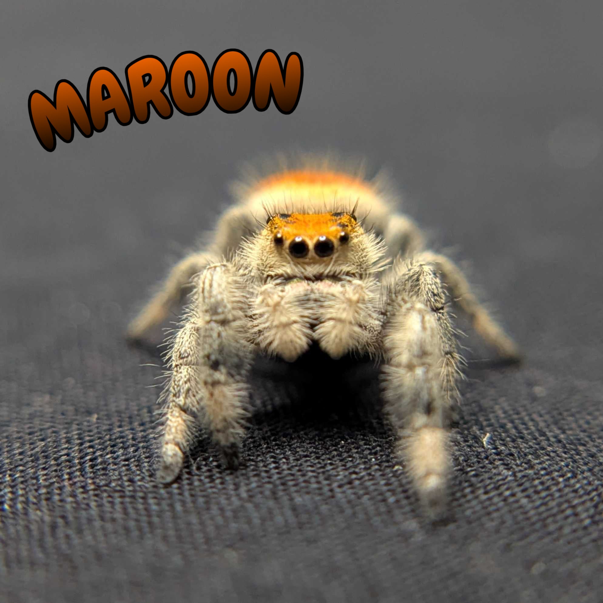 Regal Jumping Spider "Maroon"