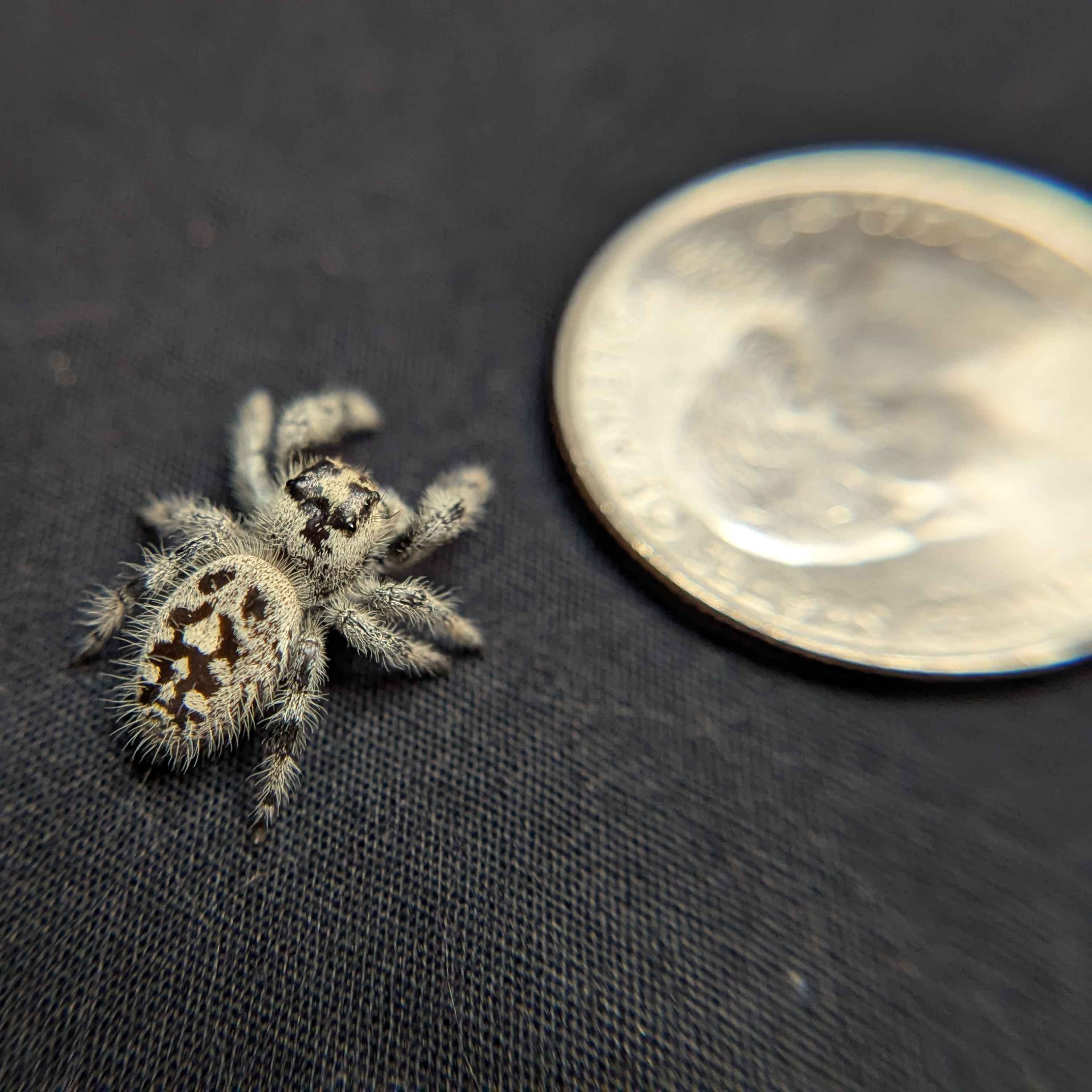Regal Jumping Spider "Lilac"