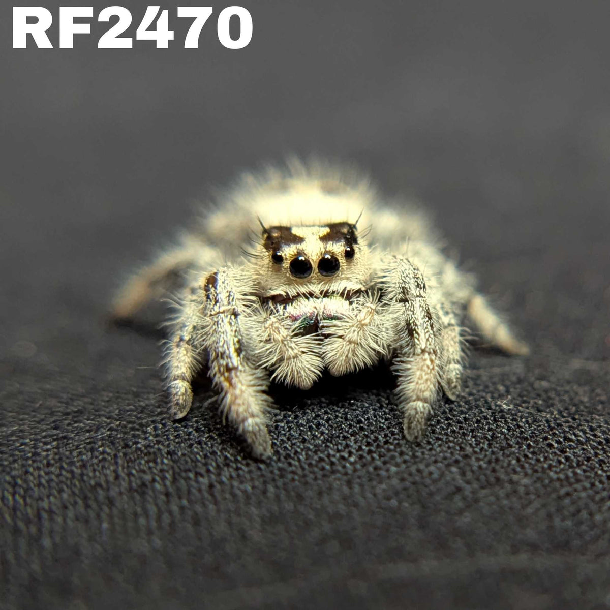 Regal Jumping Spider "Lilac"