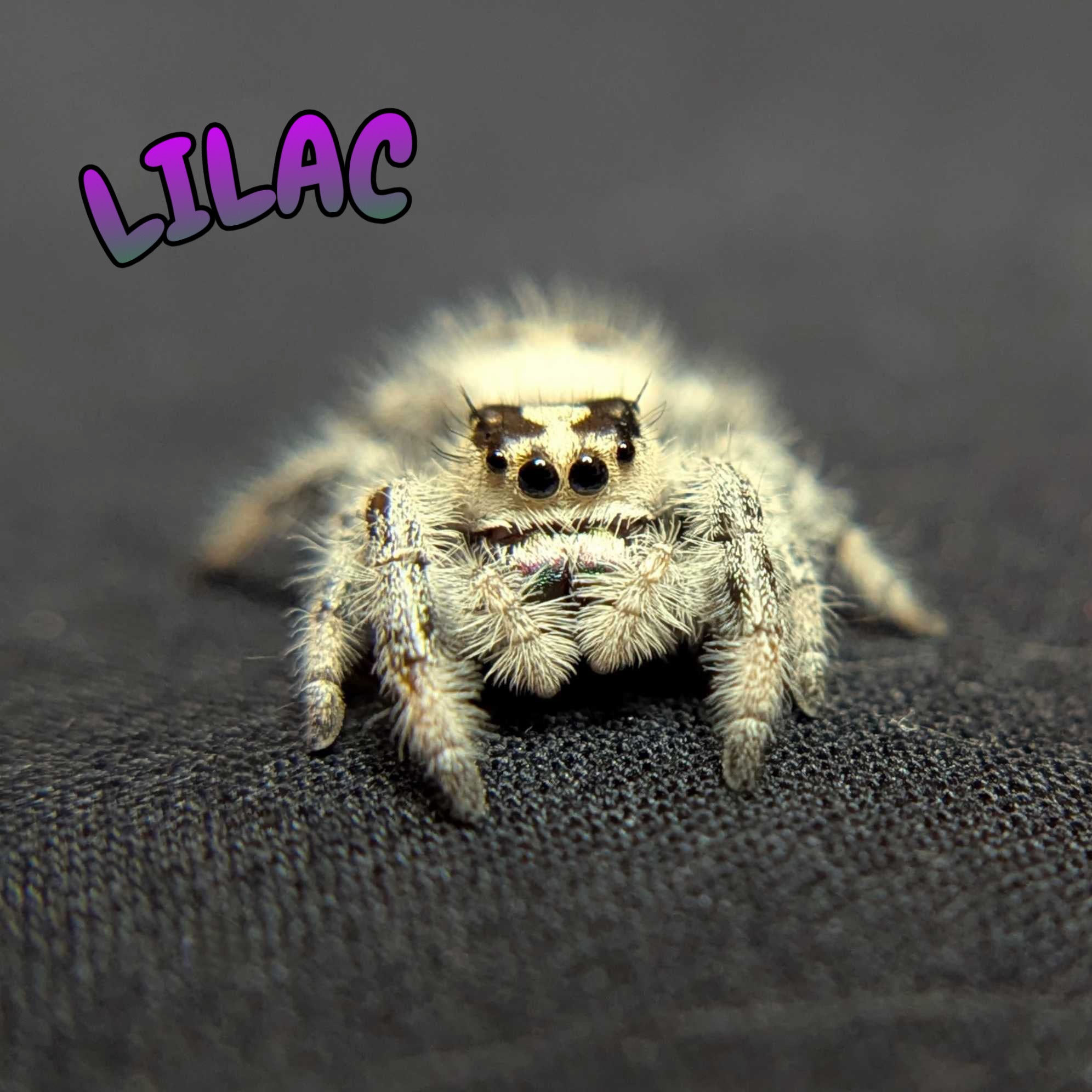 Regal Jumping Spider "Lilac"