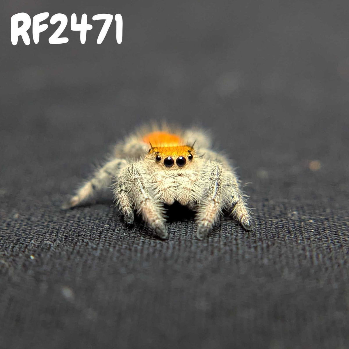 Regal Jumping Spider "Candy"