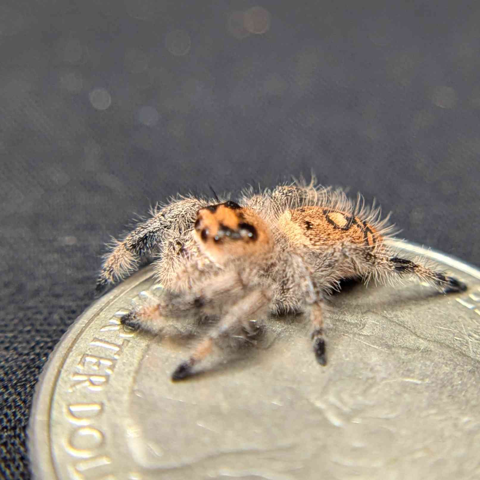 Regal Jumping Spider "Waffle"