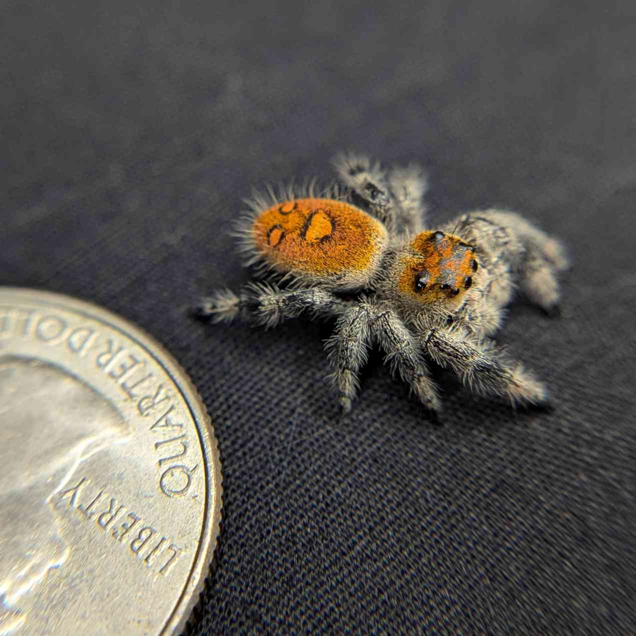 Regal Jumping Spider “Paprika”