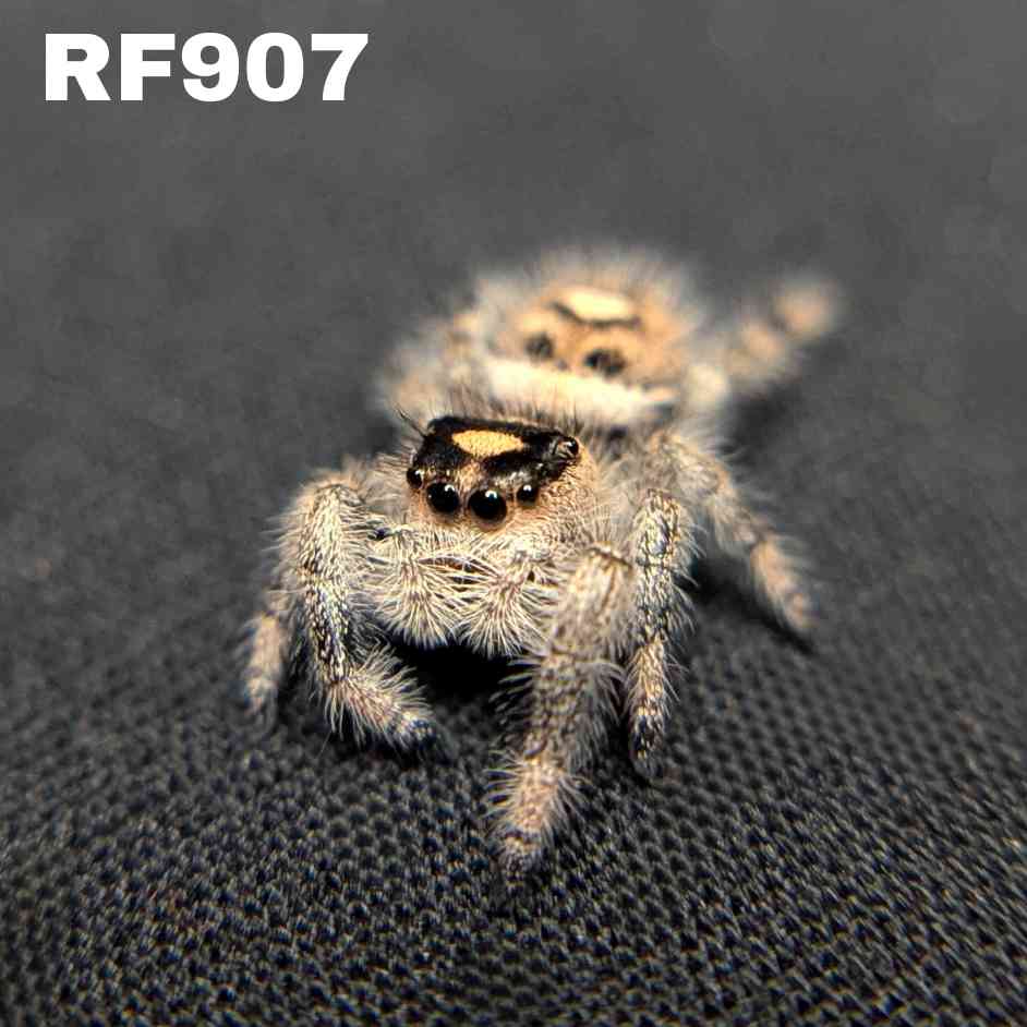 Regal Jumping Spider “Lucky”