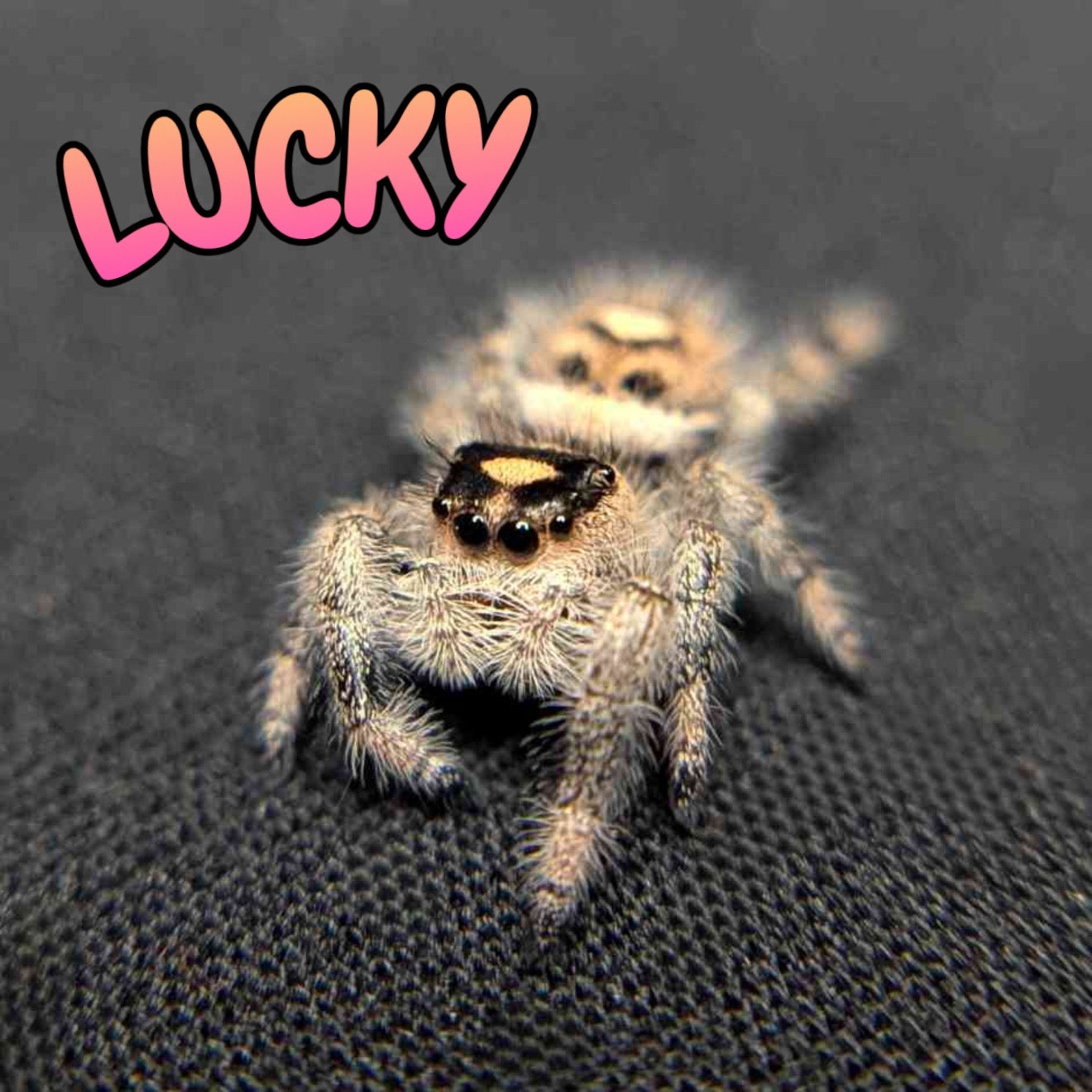 Regal Jumping Spider “Lucky”