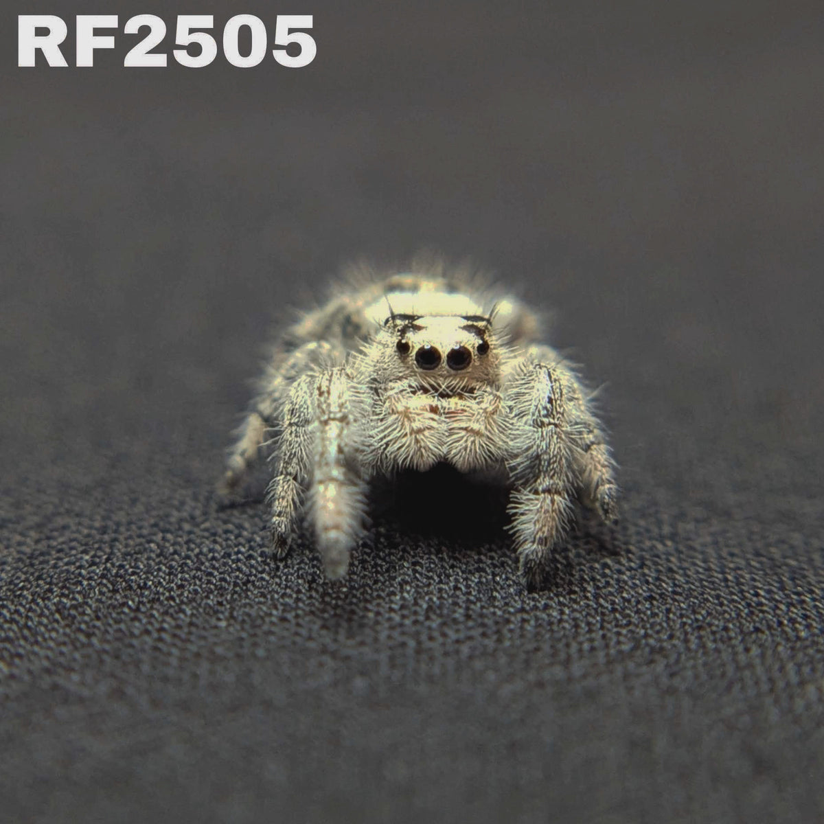 Regal Jumping Spider "Lily"