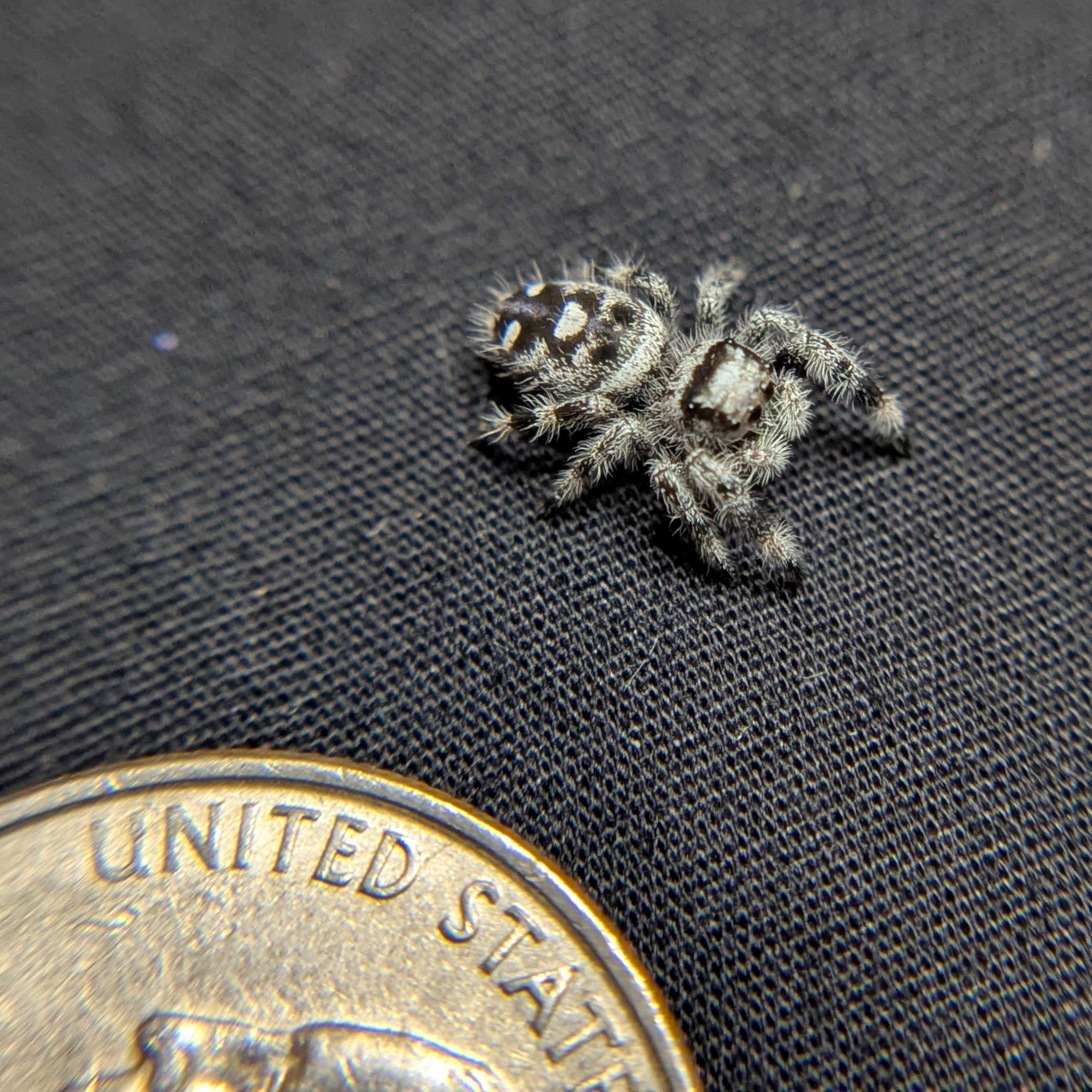 Regal Jumping Spider "Lime" (High White)