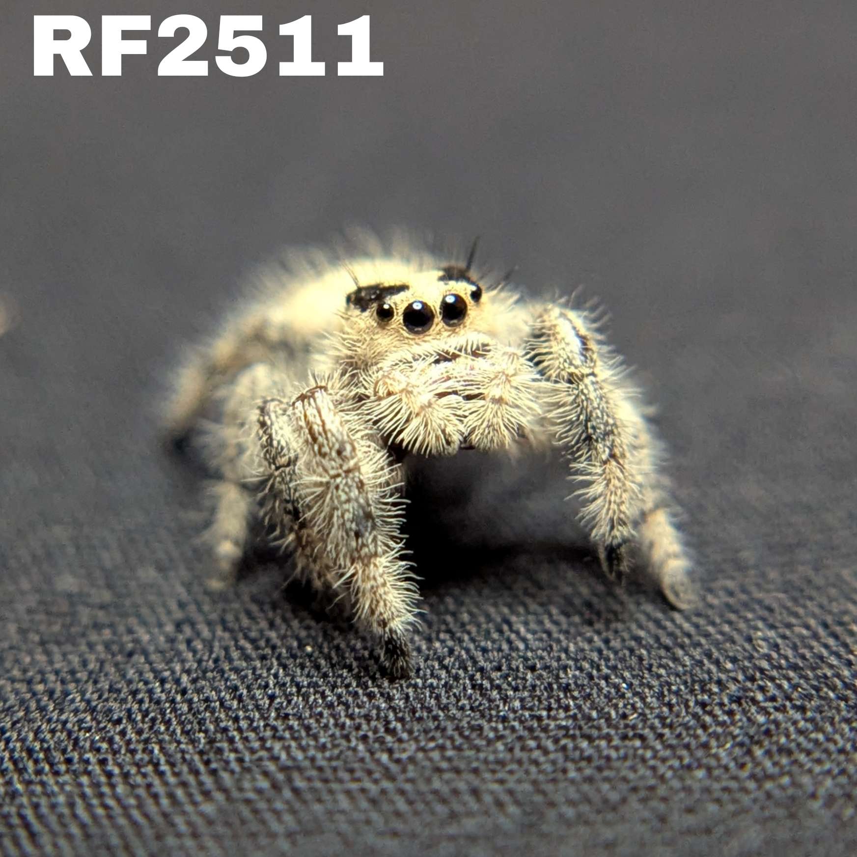 Regal Jumping Spider “Sterling”