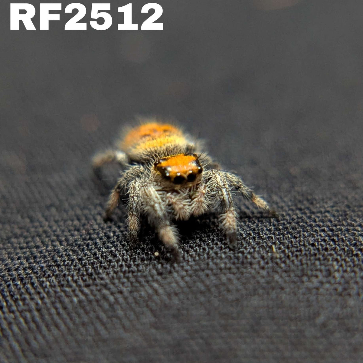 Regal Jumping Spider “Paprika”