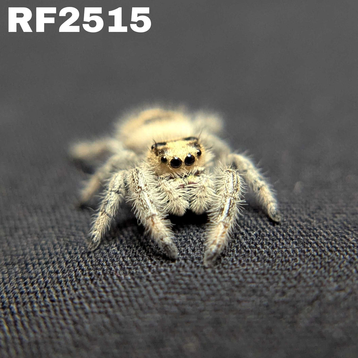Regal Jumping Spider "Viola"