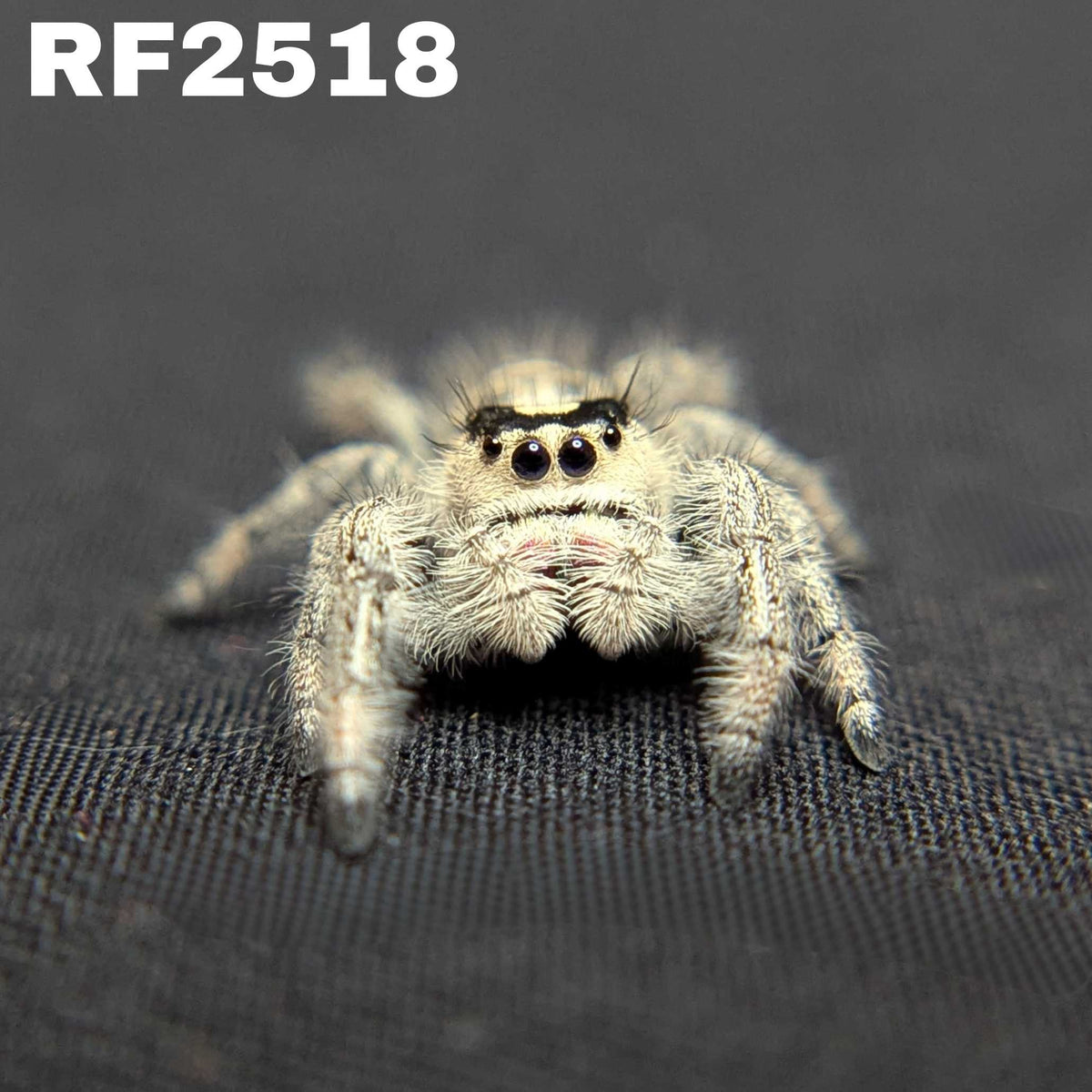 Regal Jumping Spider "Fig"