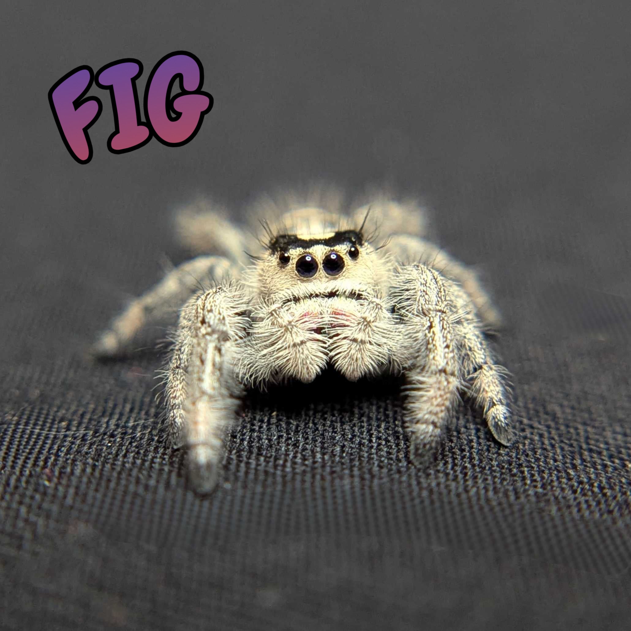 Regal Jumping Spider "Fig"