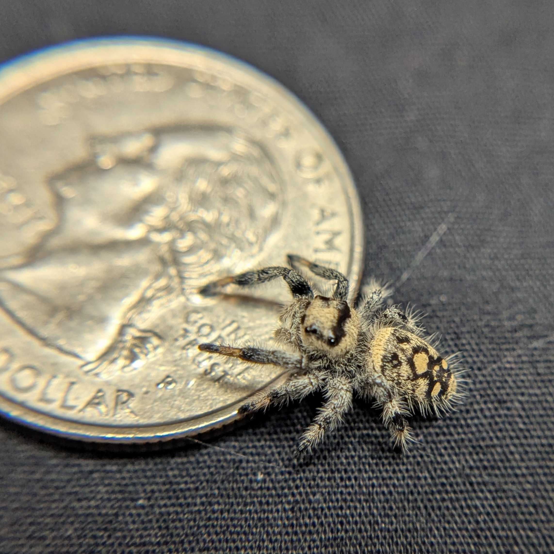 Regal Jumping Spider "Cracker"