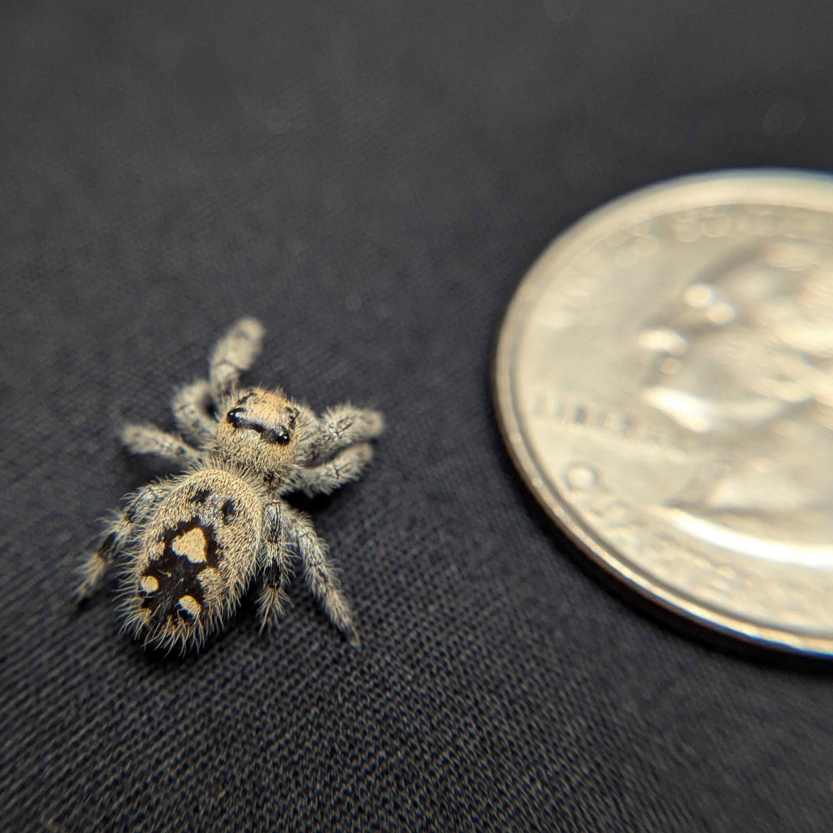 Regal Jumping Spider "Cello"