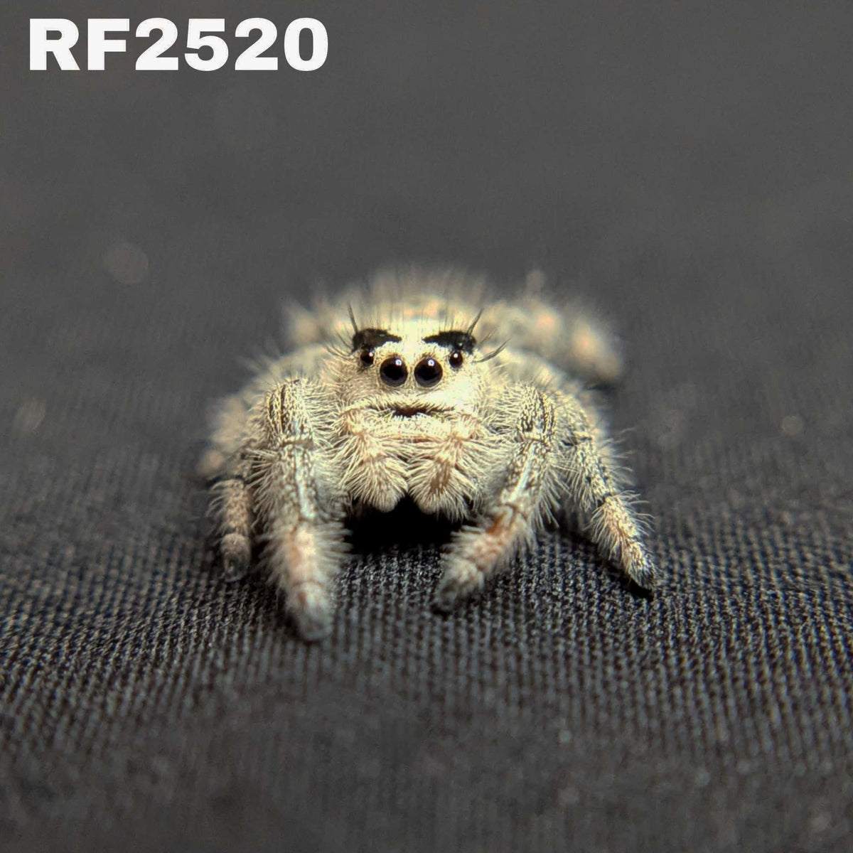 Regal Jumping Spider "Cello"