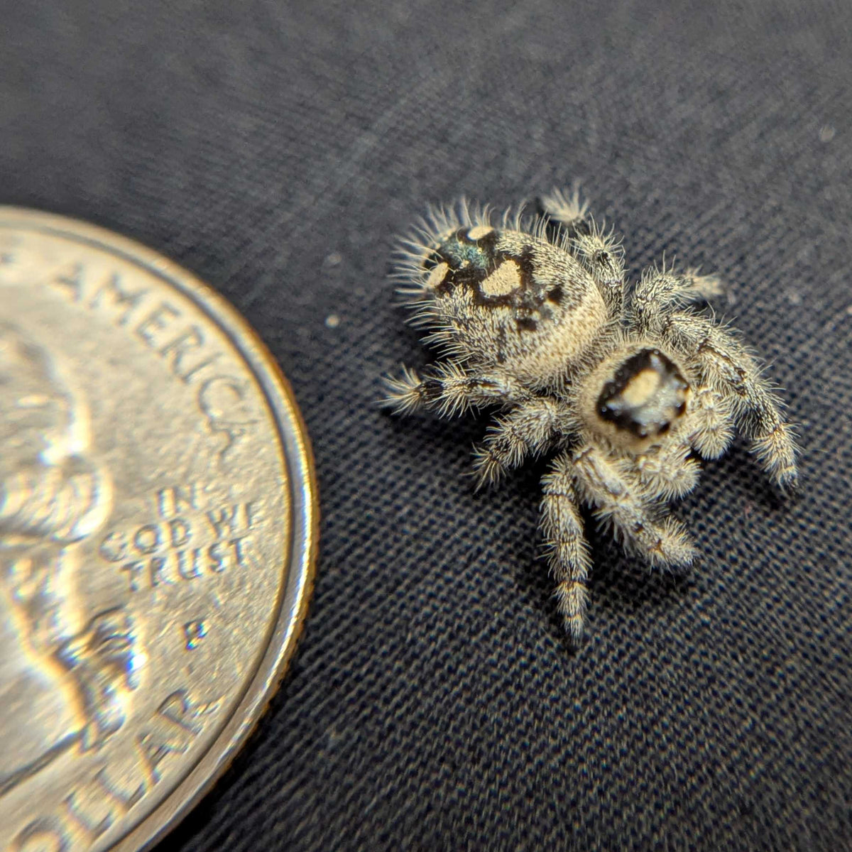 Regal Jumping Spider "Sandstorm"