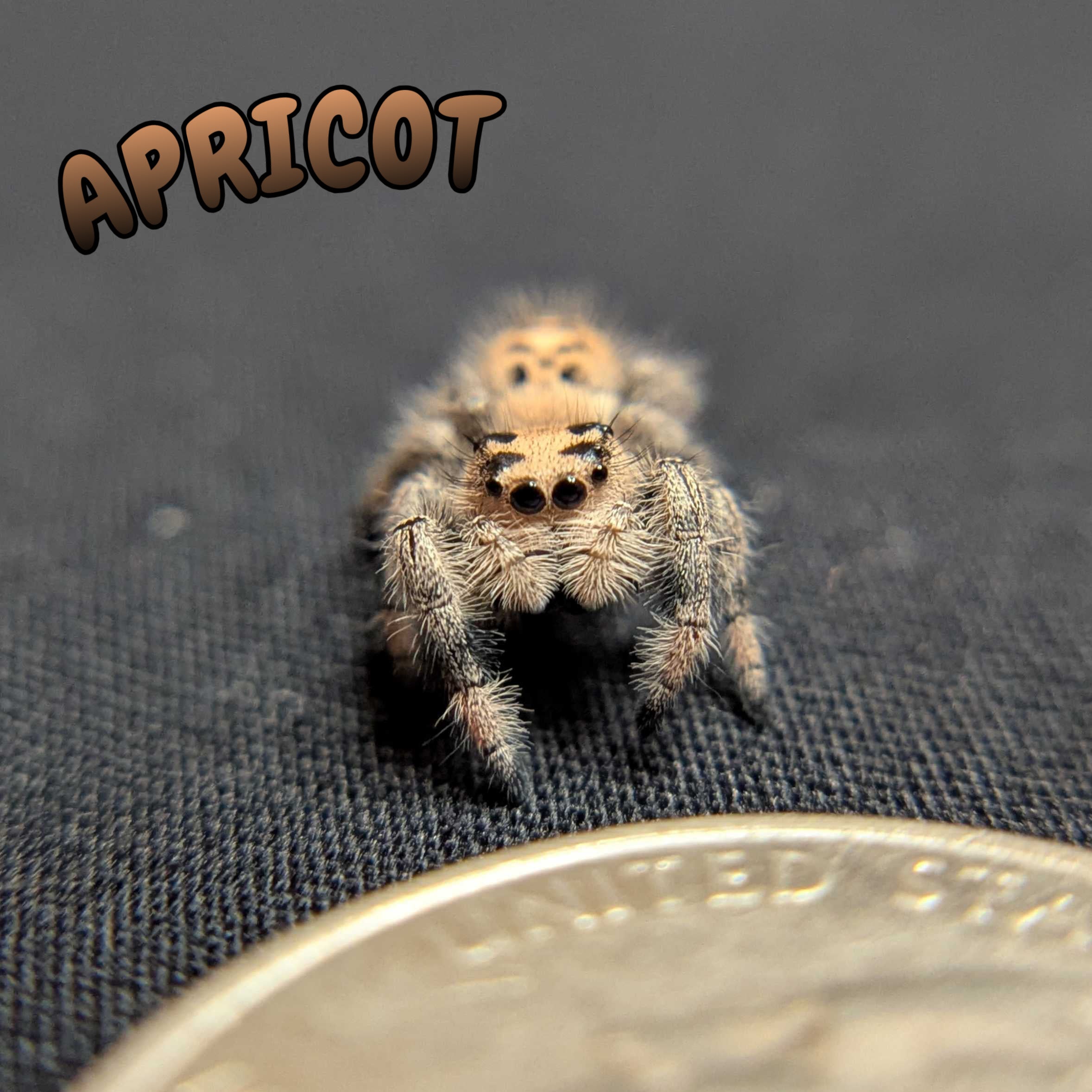 Regal Jumping Spider “Apricot”