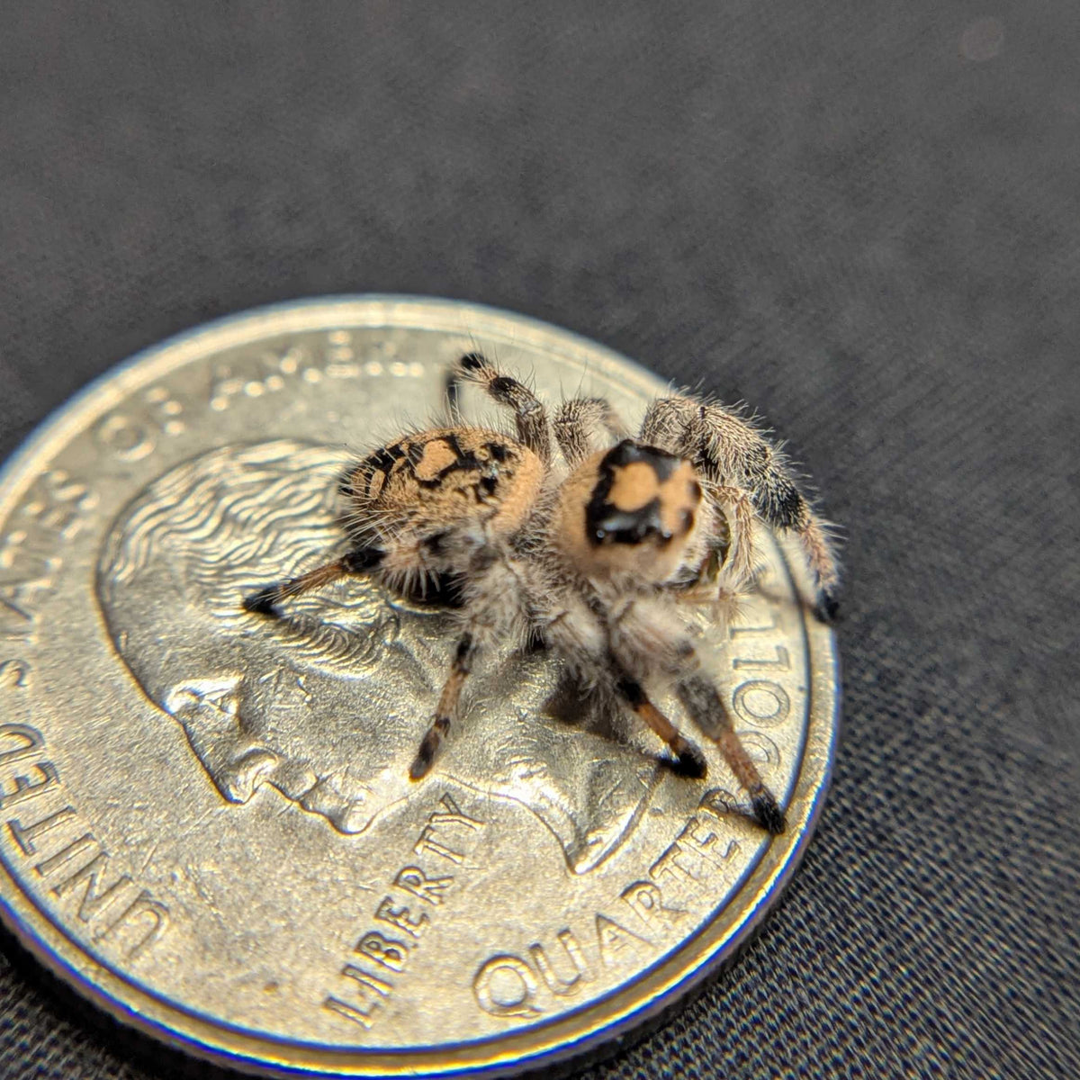 Regal Jumping Spider "Pinkberry"