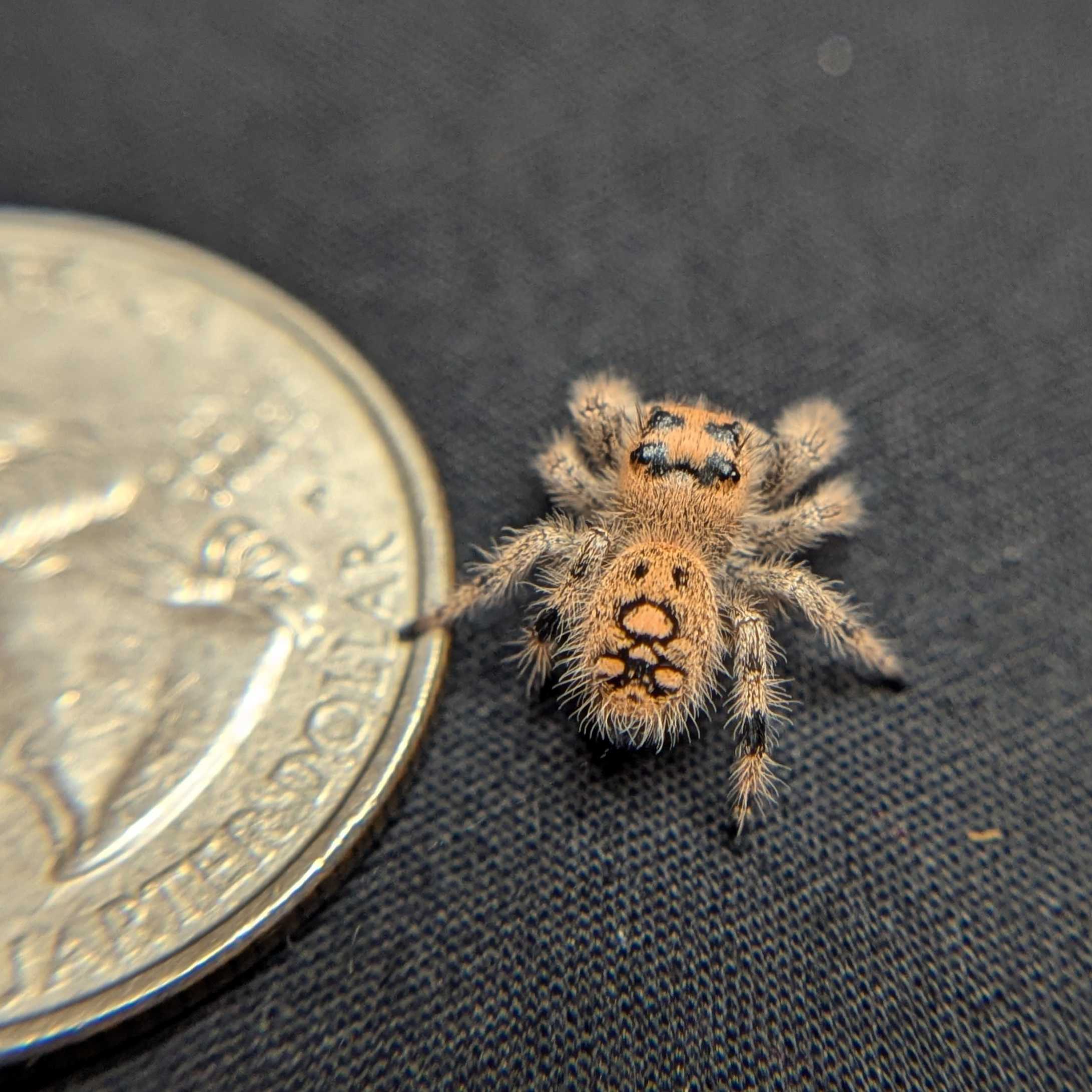 Regal Jumping Spider "Pancake"