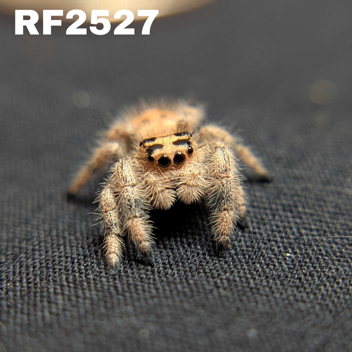 Regal Jumping Spider "Pancake"