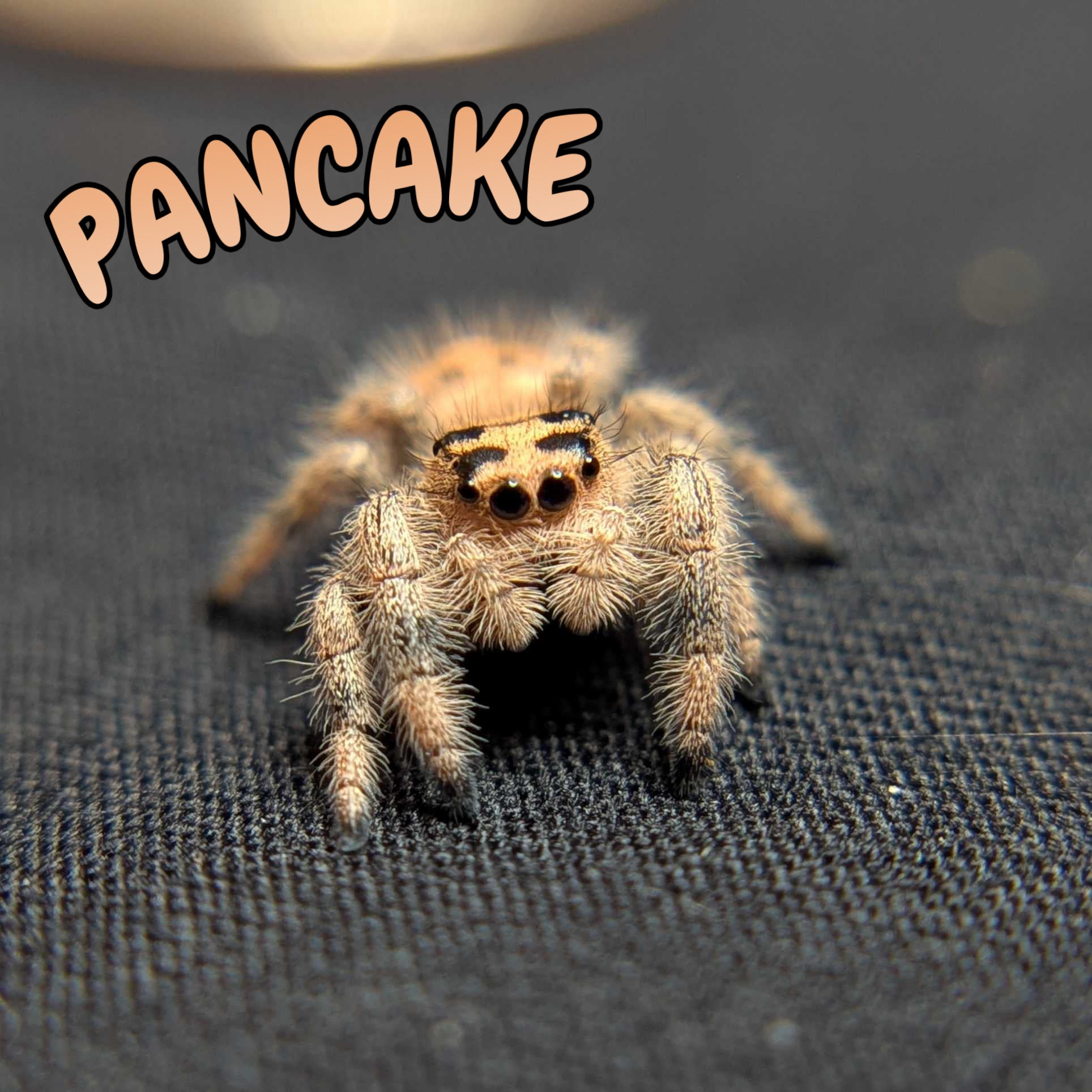 Regal Jumping Spider "Pancake"