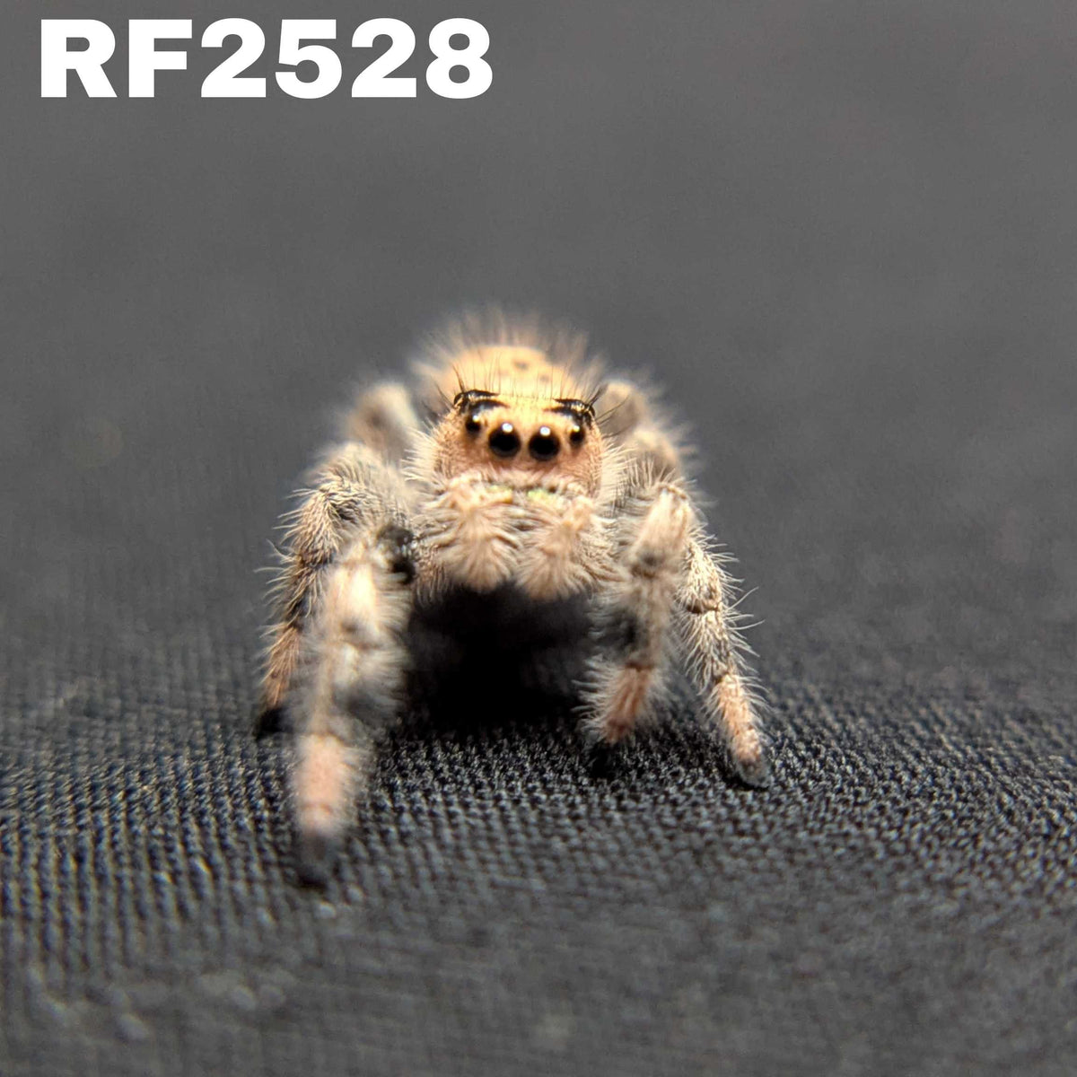 Regal Jumping Spider “Peanut Butter”