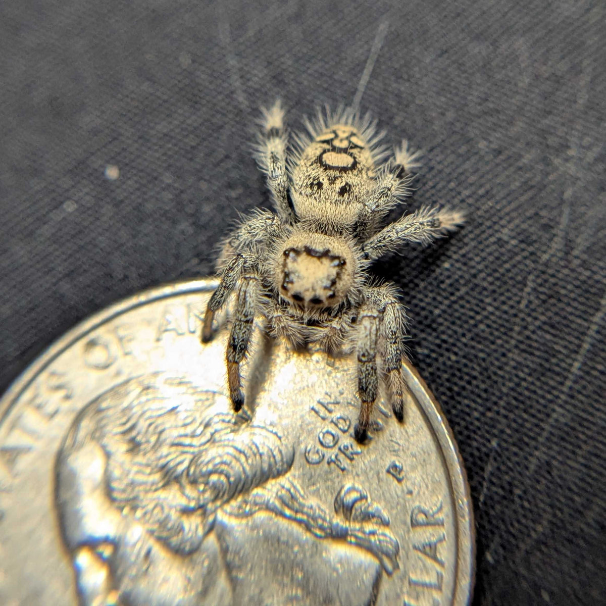 Regal Jumping Spider "Nugget"