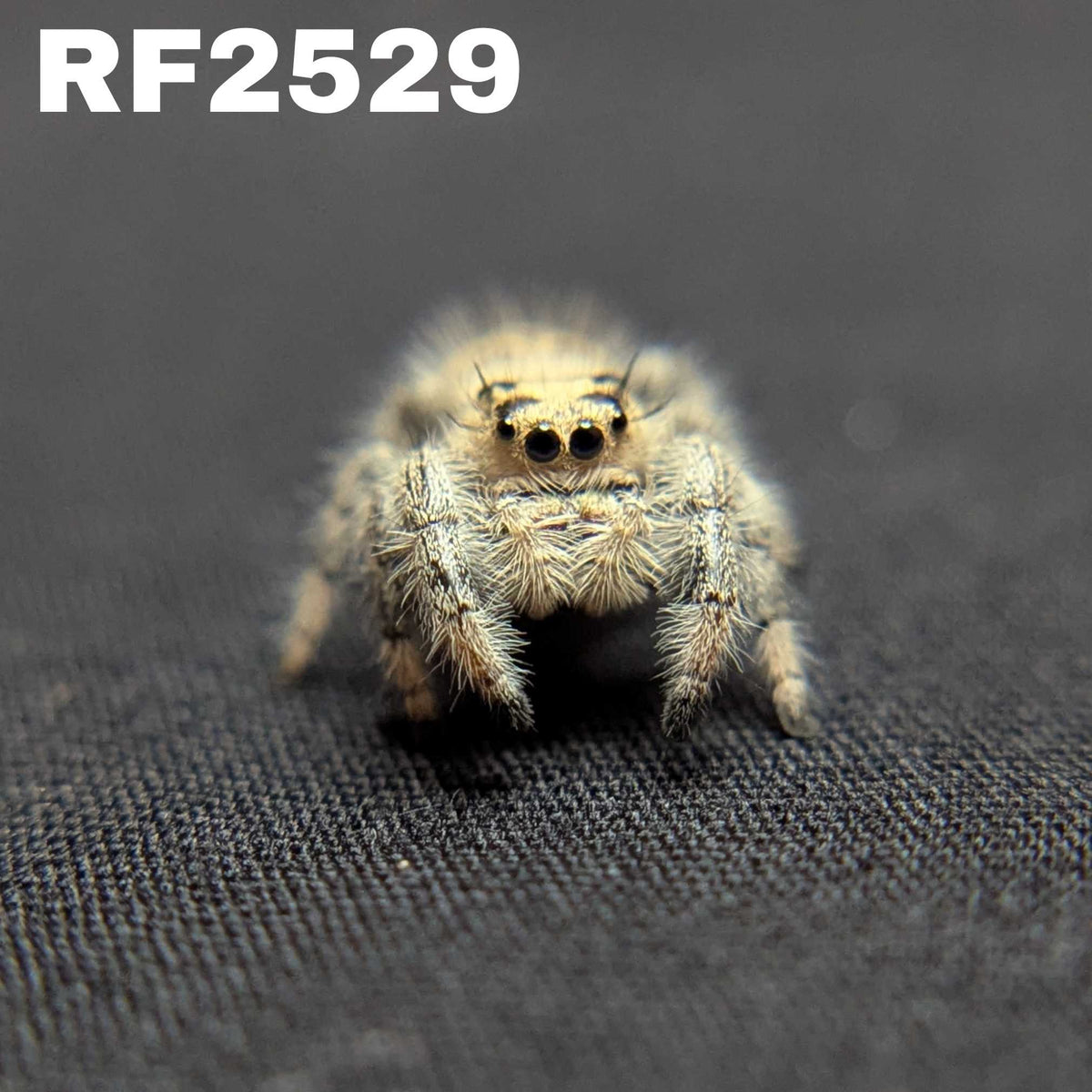 Regal Jumping Spider "Nugget"
