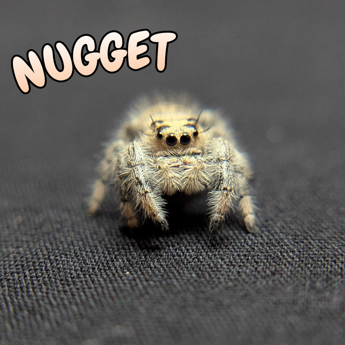 Regal Jumping Spider "Nugget"