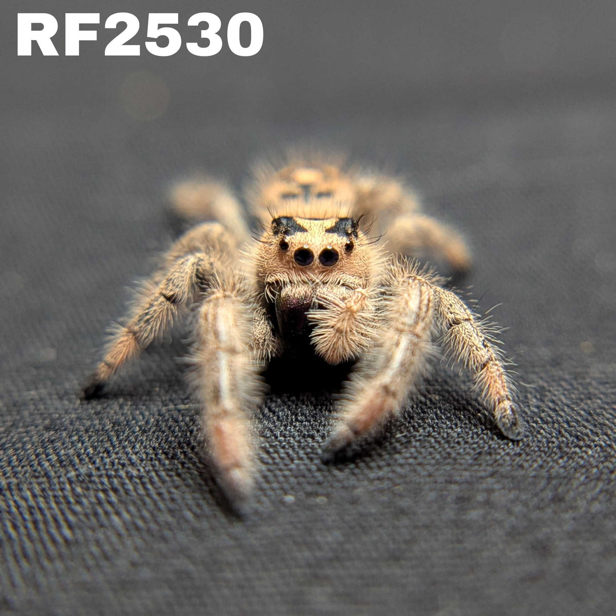 Regal Jumping Spider "Plum"