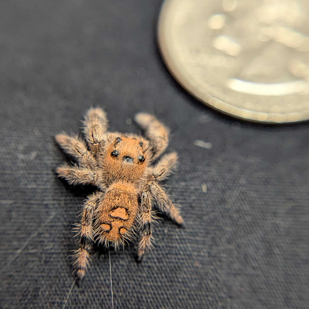 Regal Jumping Spider "Raspberry"