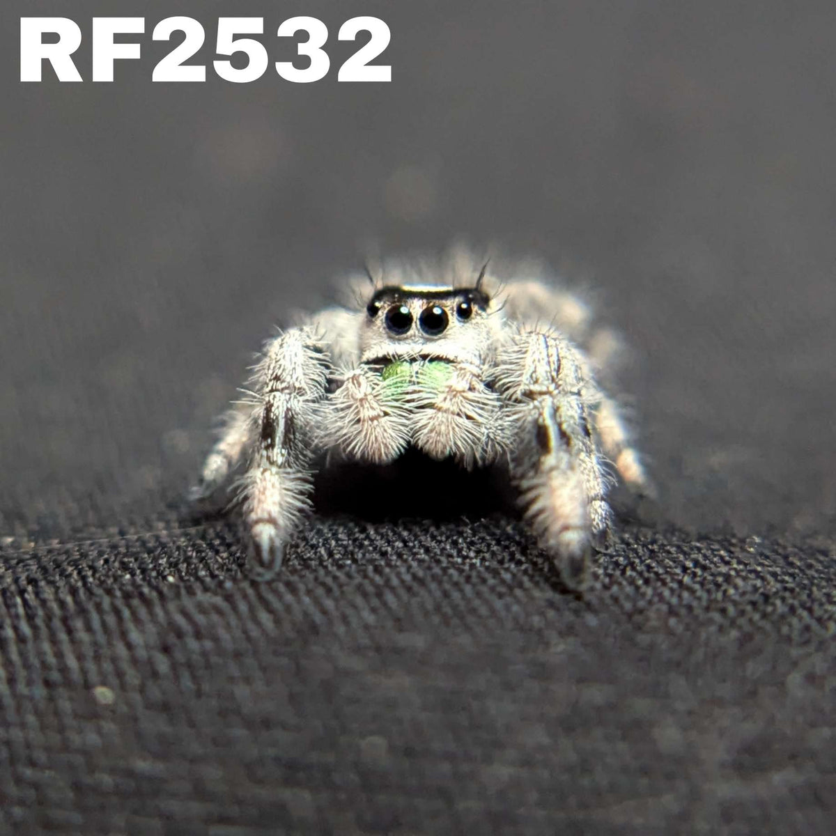 Regal Jumping Spider "Frostmint" (High White)