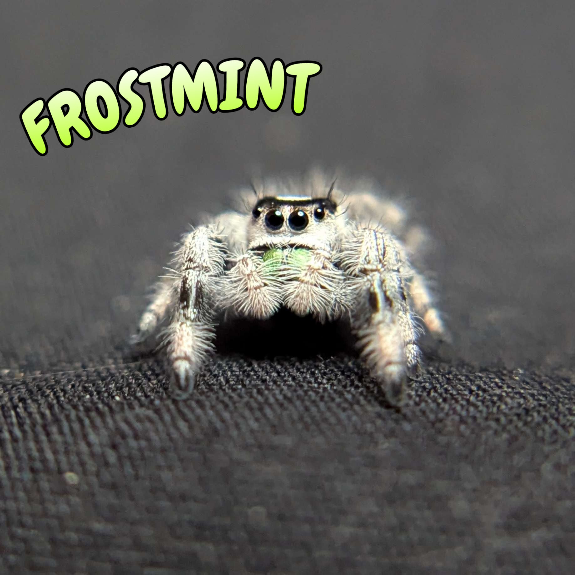 Regal Jumping Spider "Frostmint" (High White)