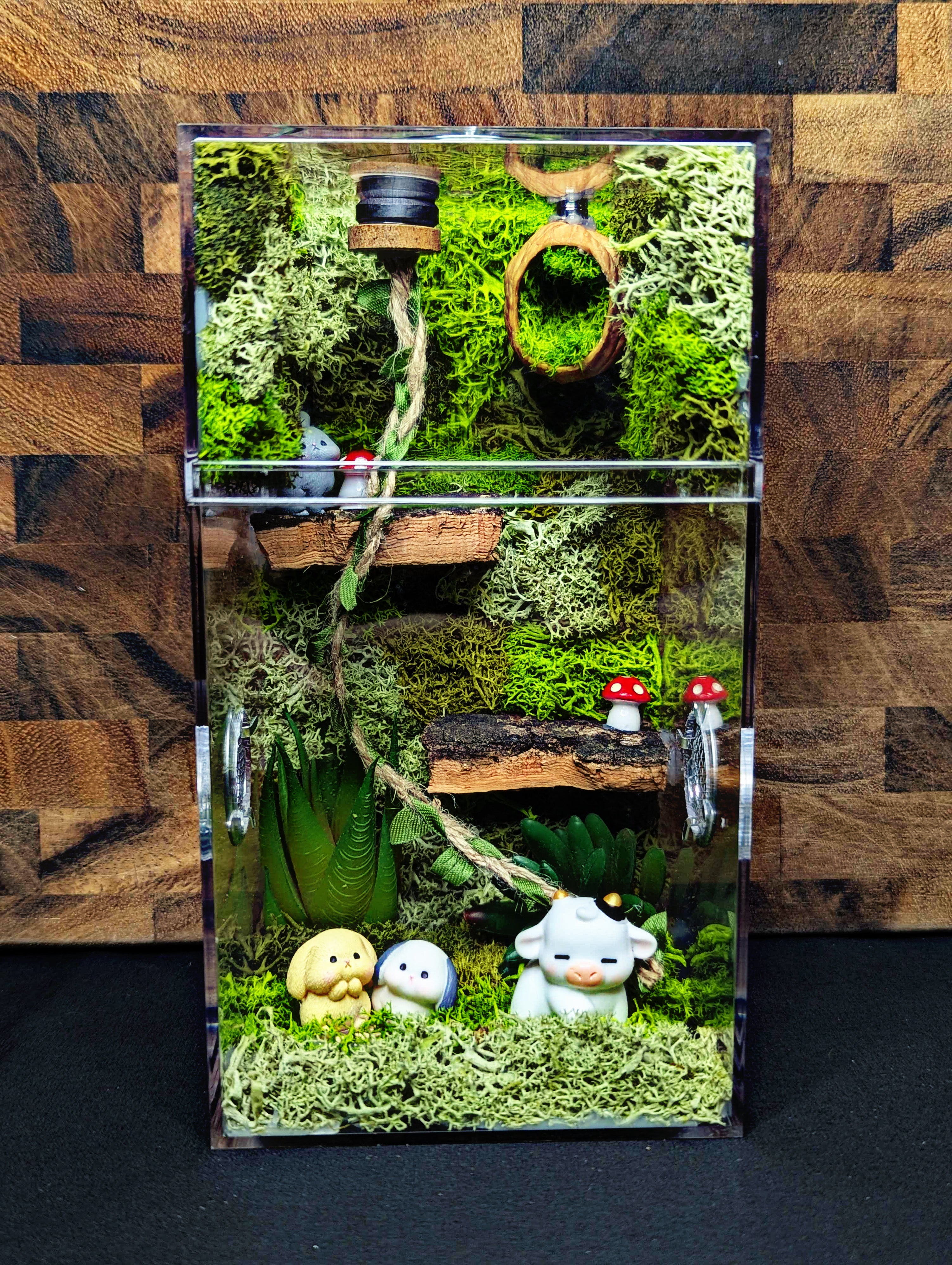 Custom Jumping Spider Enclosure