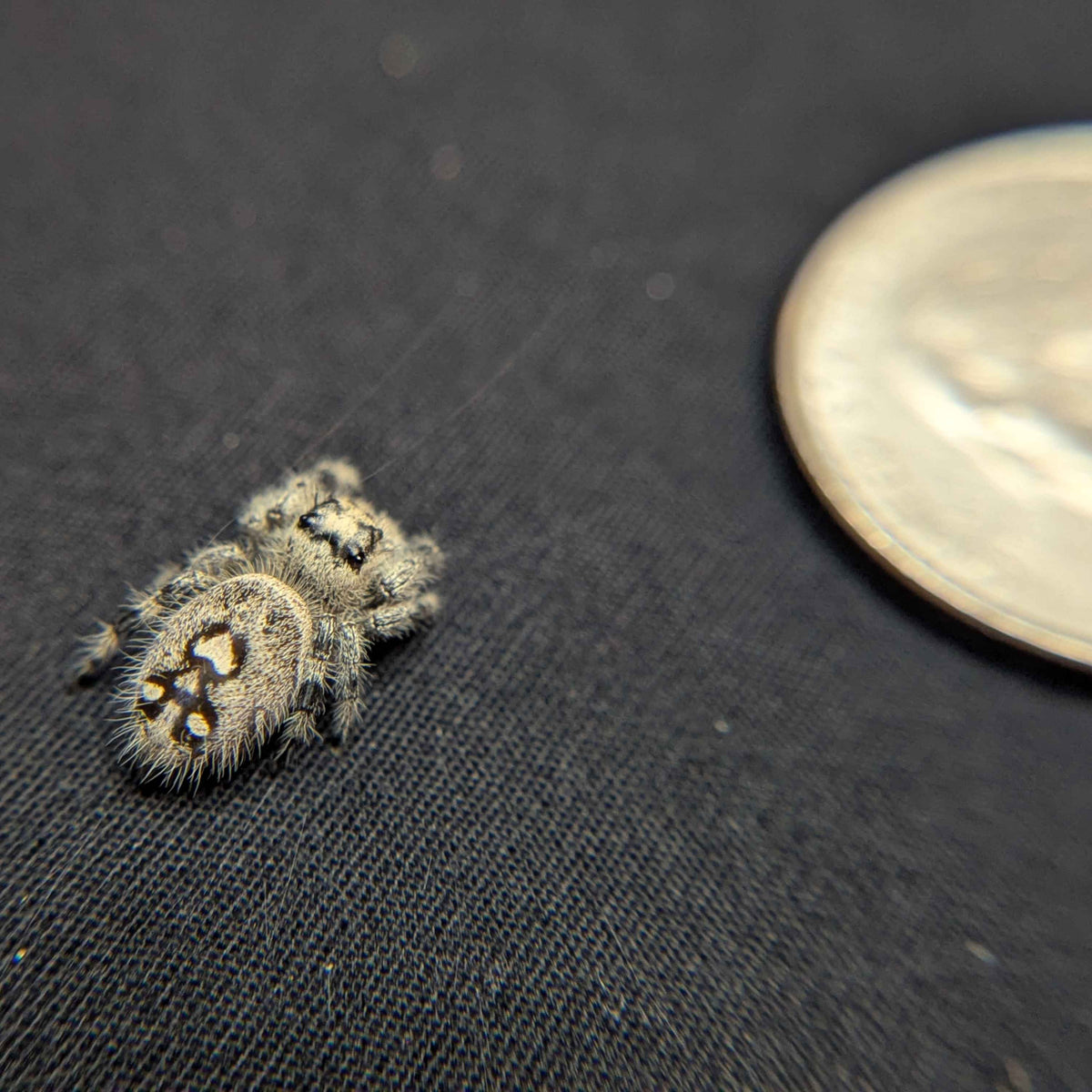 Regal Jumping Spider “Lucky”