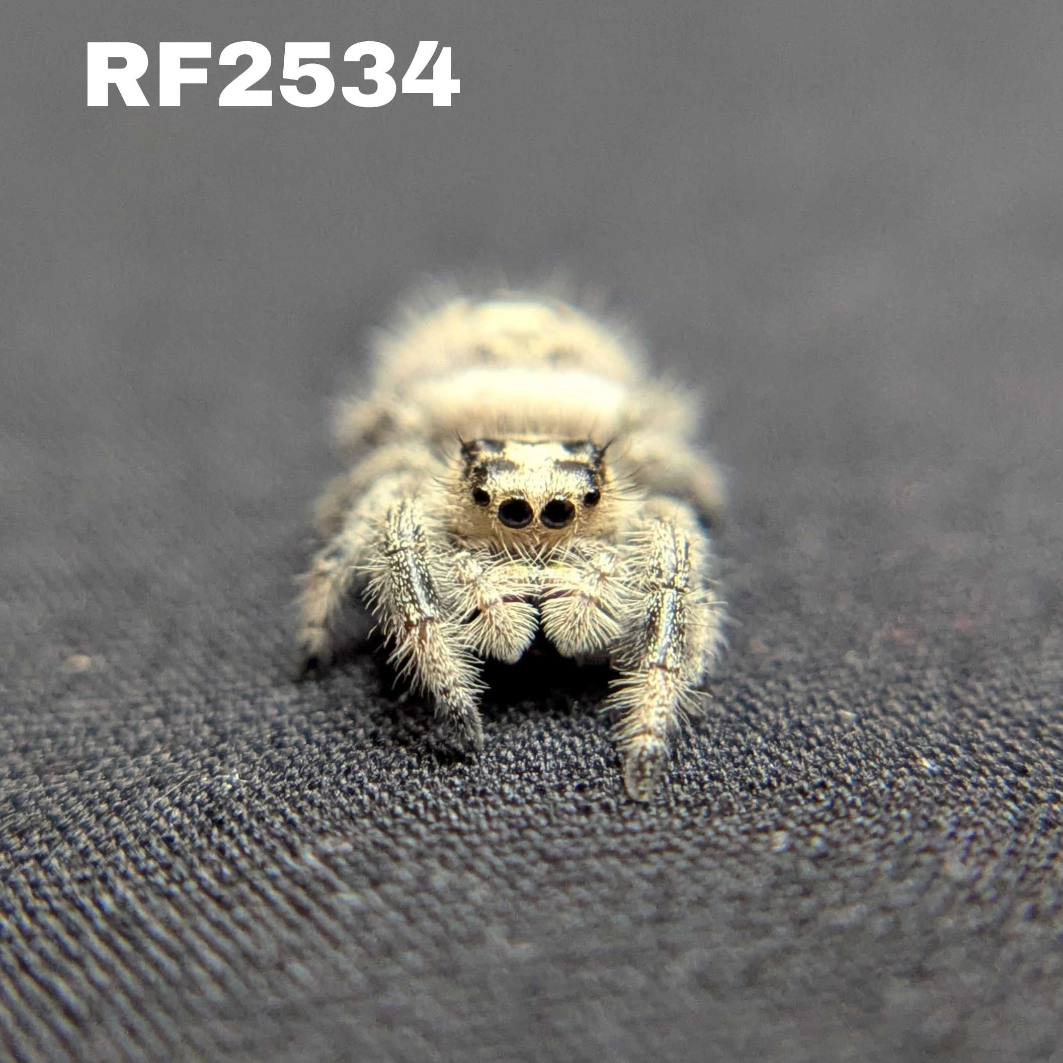 Regal Jumping Spider “Lucky”