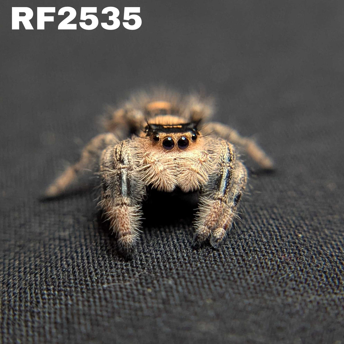 Regal Jumping Spider “Amberlyn”