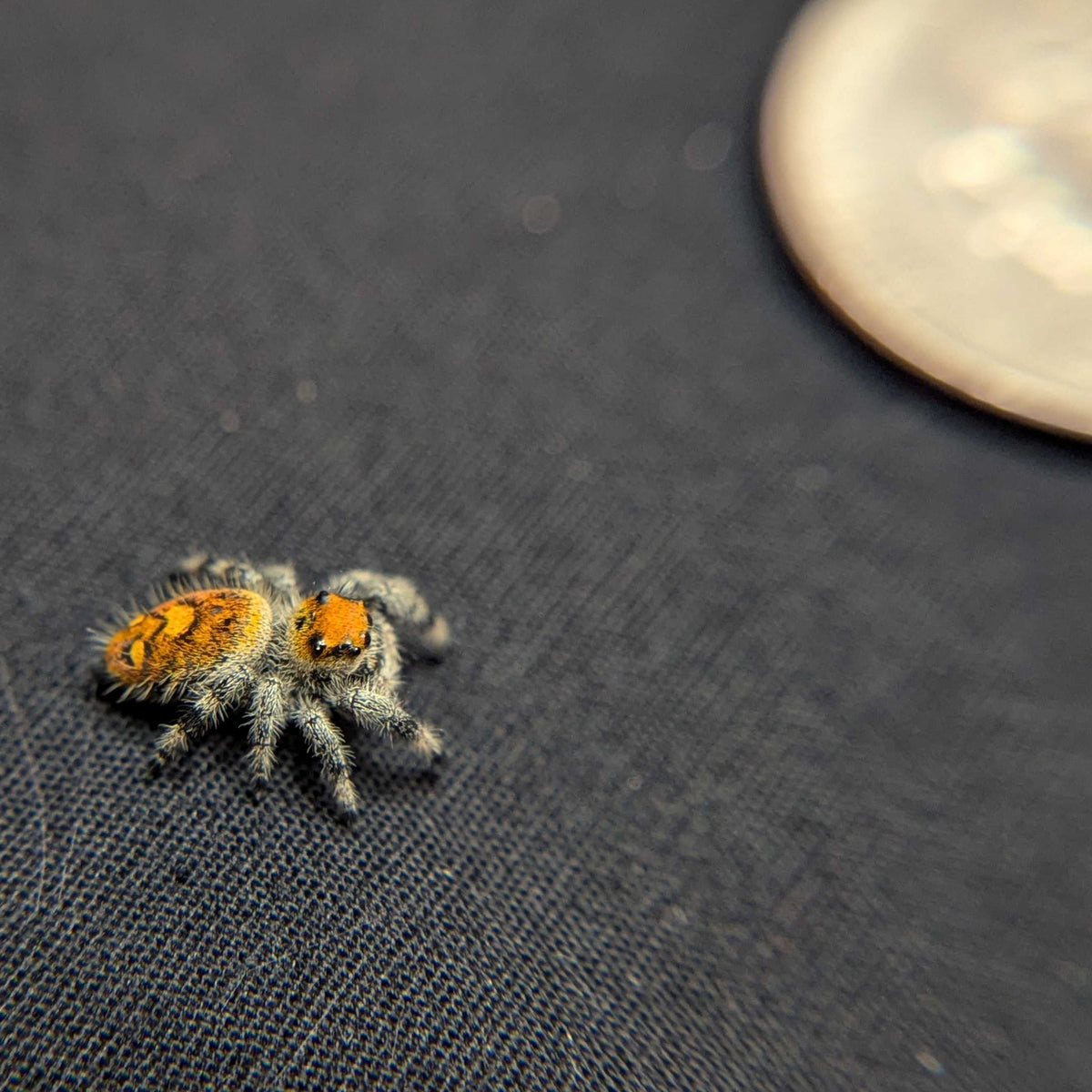 Regal Jumping Spider “Candied Yams”