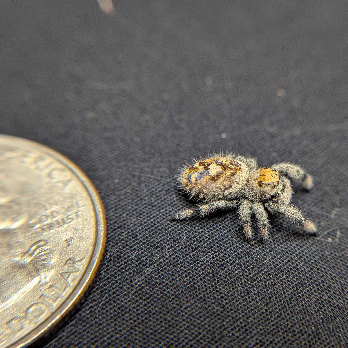Regal Jumping Spider “Sable”