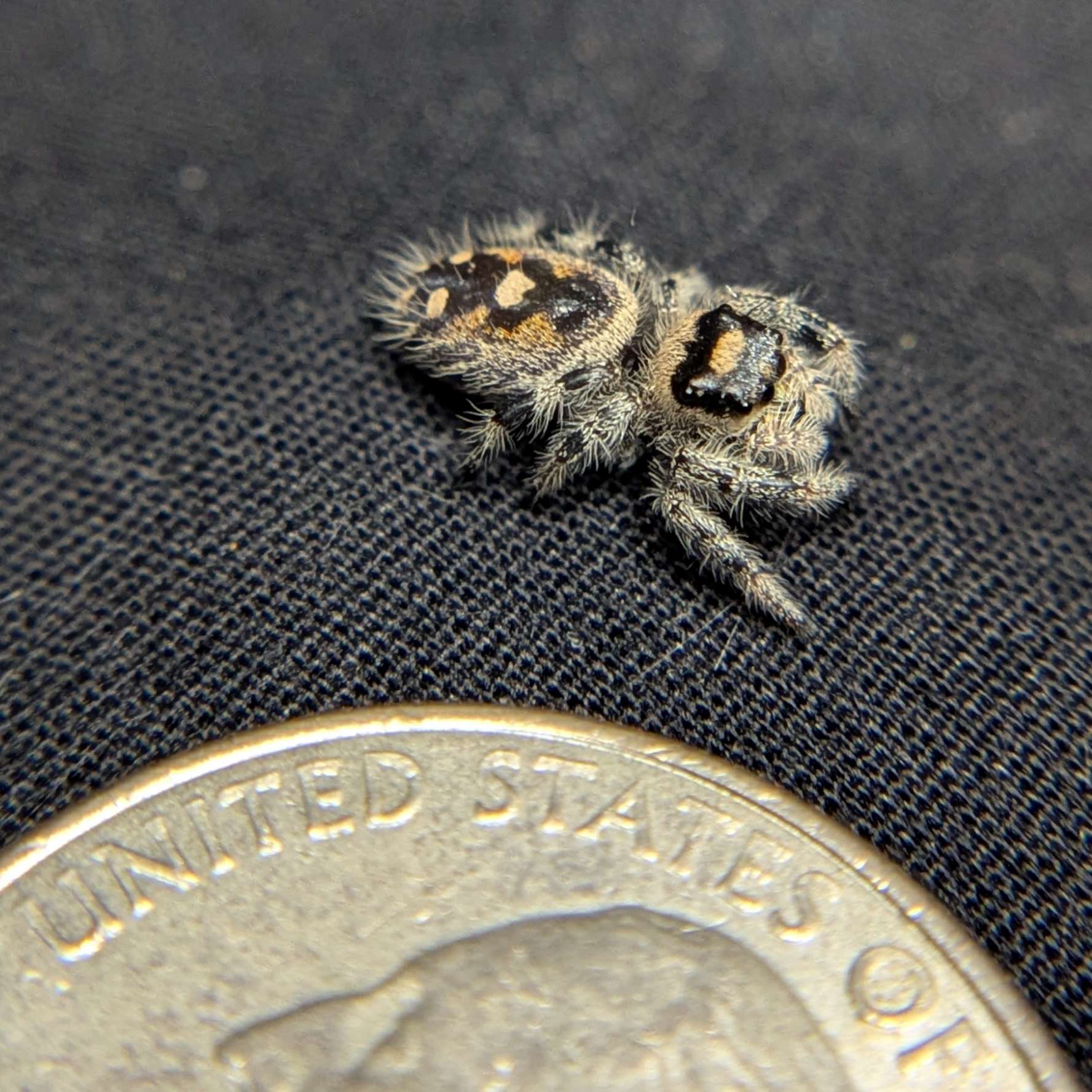 Regal Jumping Spider “Zest”