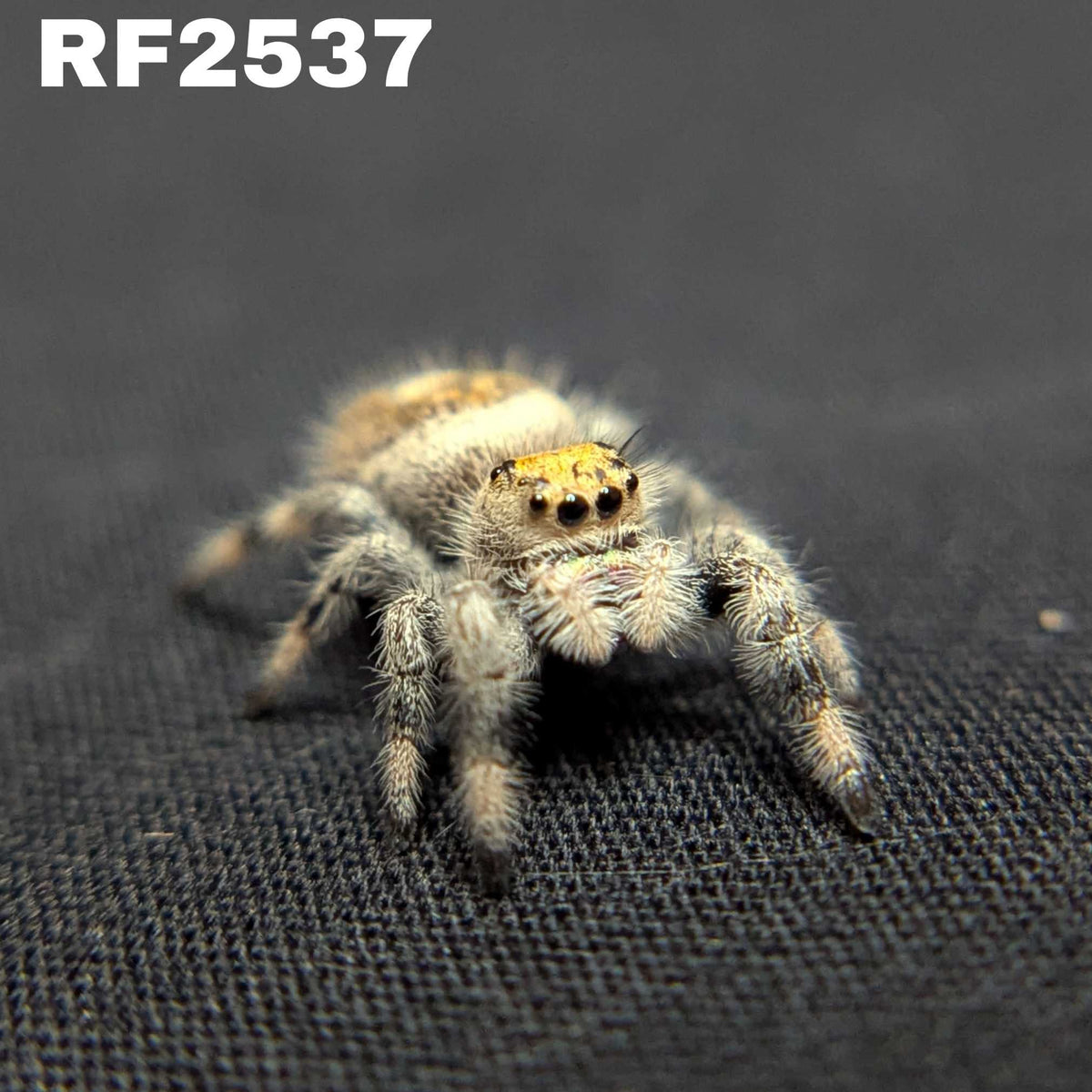 Regal Jumping Spider “Sable”