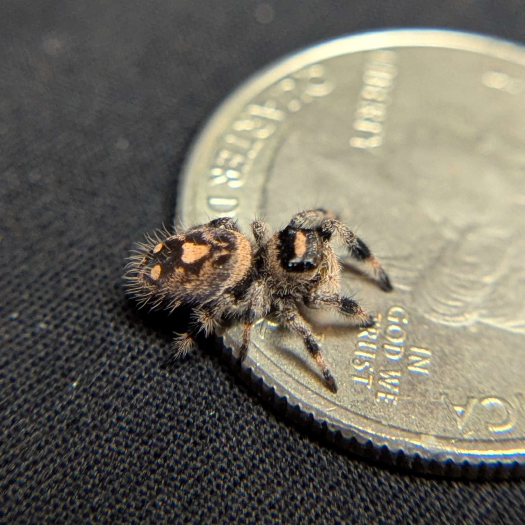 Regal Jumping Spider “Dijon”