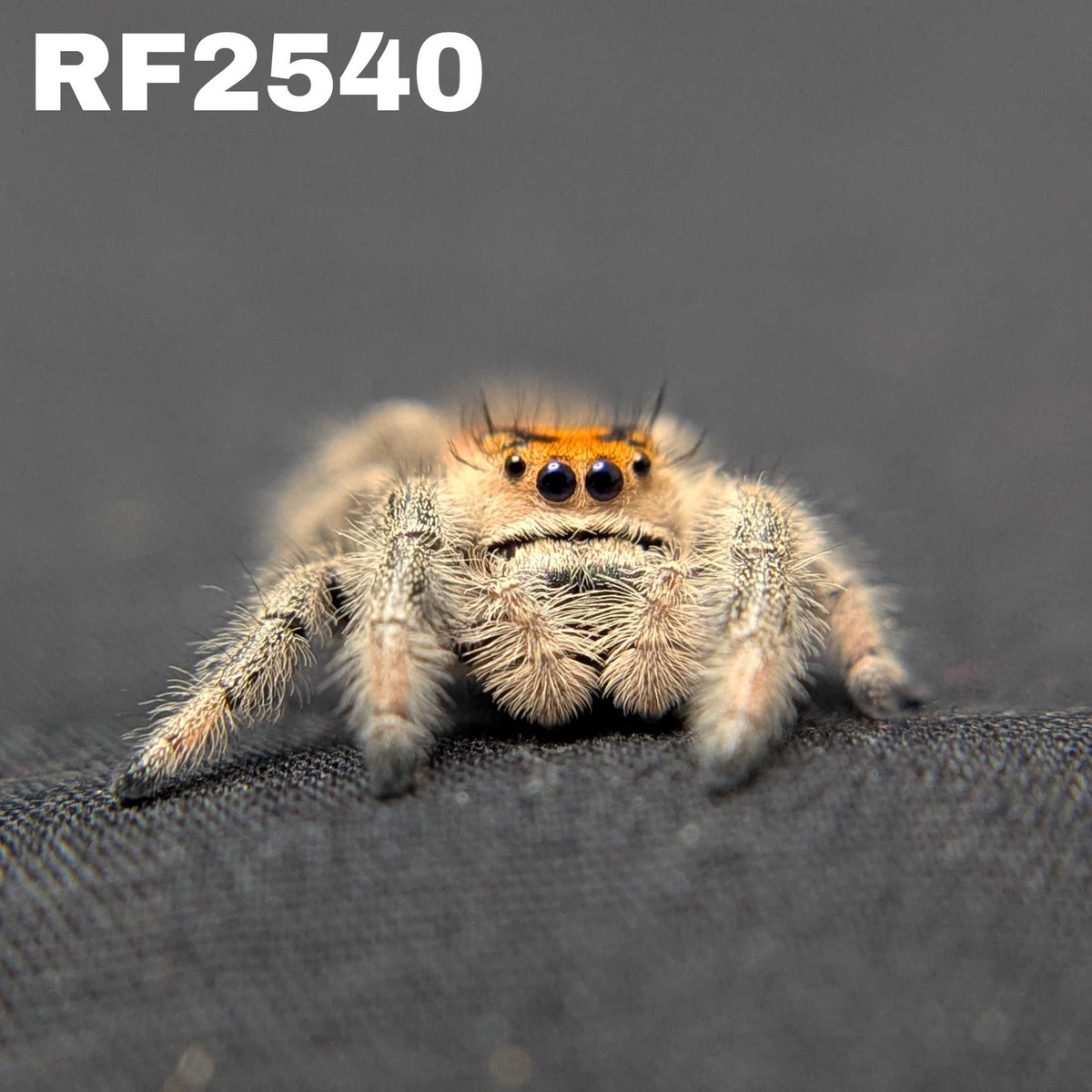 Regal Jumping Spider "Blossom"