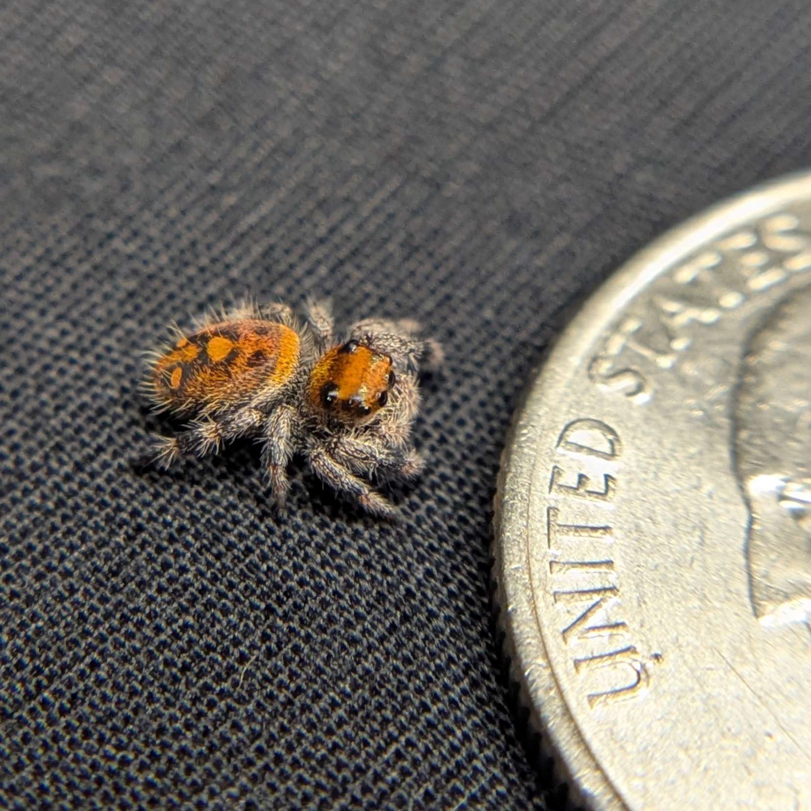 Regal Jumping Spider "Citrus Twist"